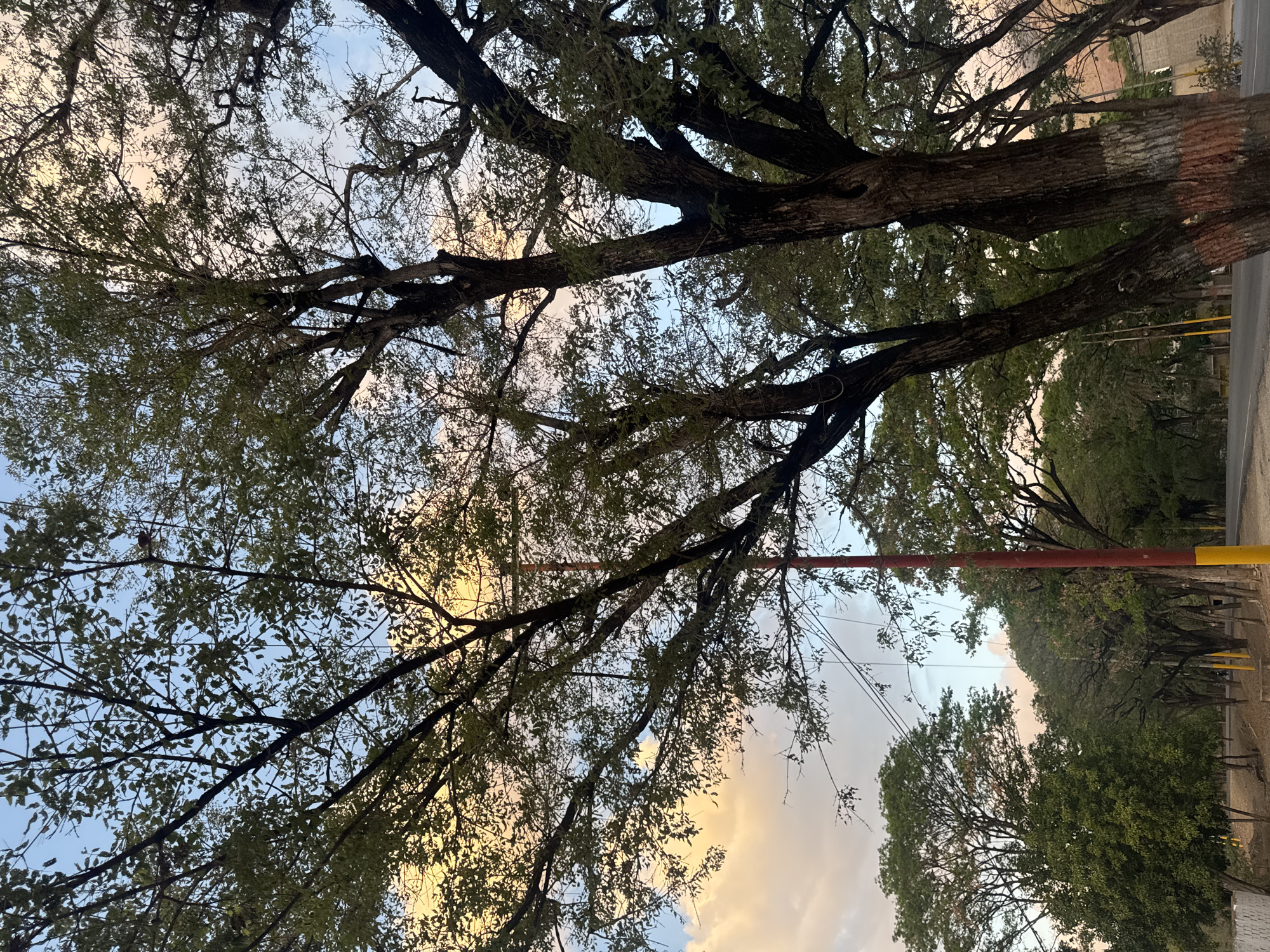 The image is a low-angle shot of trees in an urban environment, likely San Juan Bautista, Venezuela. The trees have a canopy of branches and leaves silhouetted against a sky with soft, pastel-colored clouds. A utility pole is visible, indicating the presence of infrastructure. A road and foliage suggest a roadside view. The light suggests either sunrise or sunset. The image does not show any people or interactions.