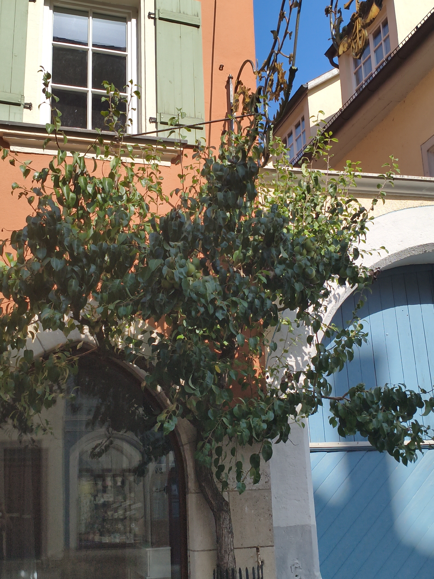 A tree with lush green leaves and some small green fruits grows in front of a building in Rothenburg ob der Tauber, Germany. The building has an orange facade on the left and a yellow facade on the right, with a white arched entranceway in the center. The tree's branches spread out across the scene, some obscuring a window with green shutters on the left side of the orange facade. To the right of the tree, a bright blue door is visible behind the arched entrance. Above the yellow facade, a blue sky is visible. The overall scene suggests a warm, sunny day in a European town.