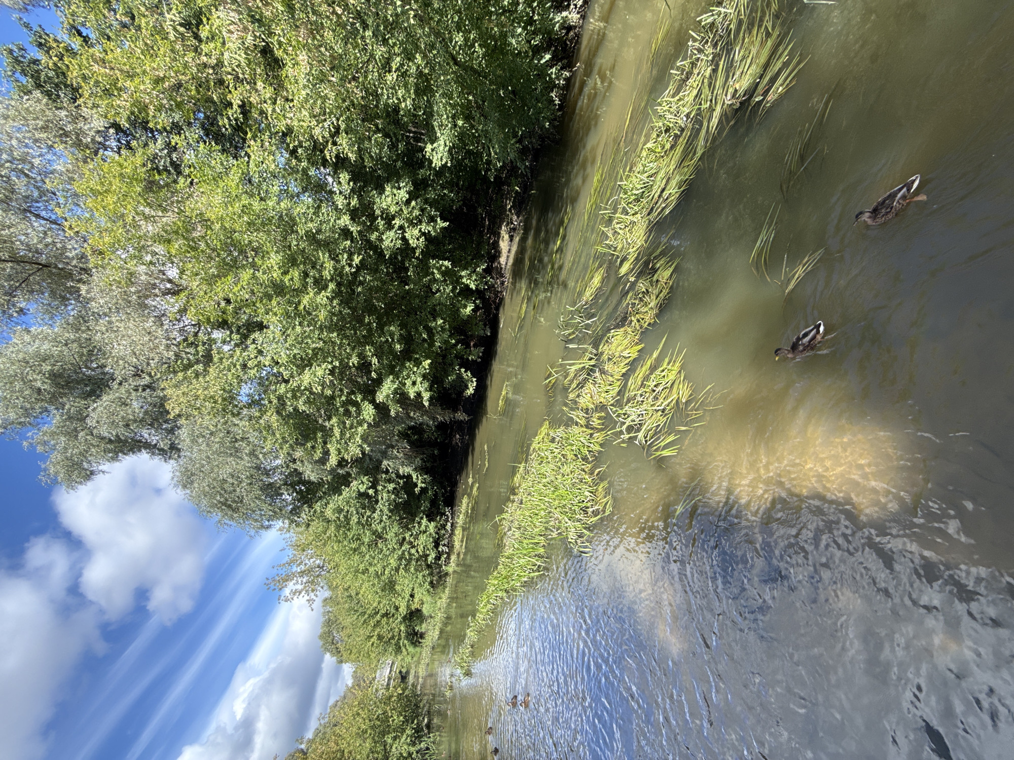 The image depicts a serene river scene with lush green trees lining its banks and a bright blue sky with wispy clouds above. The river itself is calm, with streaks of aquatic plants floating on its surface. Two ducks are visible swimming in the water, adding a touch of life to the tranquil environment. In the background, a bridge can be seen crossing the river, suggesting a natural setting within or near an urban area. The overall atmosphere is peaceful and natural, bathed in the warm light of a sunny day. This scene is located in Moscow, Russia, specifically on the Yauza River, near the picturesque Botanical Garden.