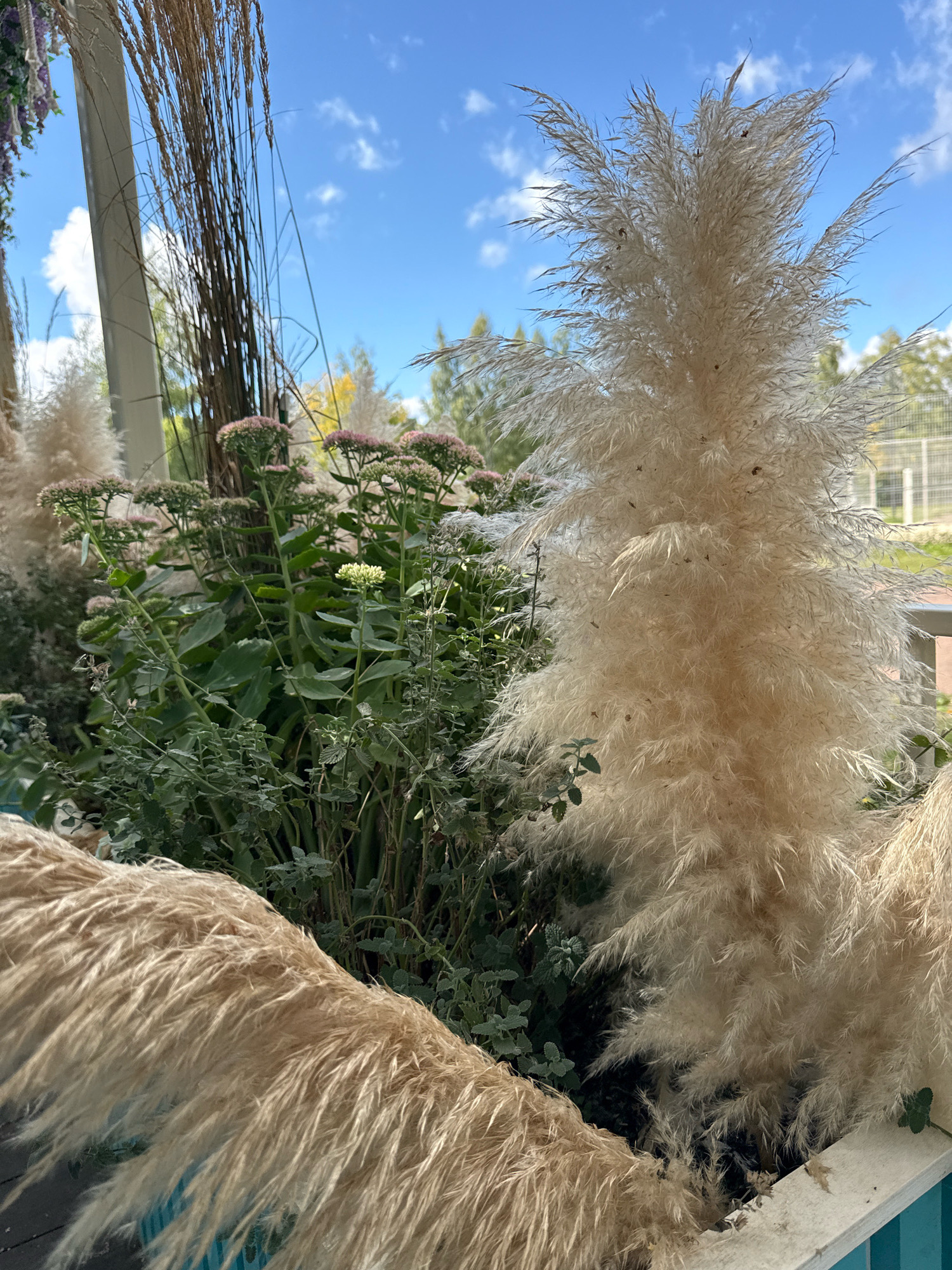 In a natural setting, likely an outdoor garden or park with a view of the sky, a collection of plants is arranged. Dominating the foreground and right side of the image is a large, fluffy pampas grass plume, creamy white in color. To the left of this plume, and also in the foreground, is another, lower pampas grass plume, appearing lighter and more wispy. Behind these, and to the left, are dense green leafy plants with clusters of small pink flowers. Tall, slender brown stalks of dry grass rise behind the green foliage, and in the far left of the image, some blurred purple hanging flowers are visible. The background shows a clear blue sky with scattered white clouds, and in the distance, a fence and trees can be seen. The image does not contain any people or specific Moscow landmarks, therefore its location within the city cannot be determined from the visual information provided.