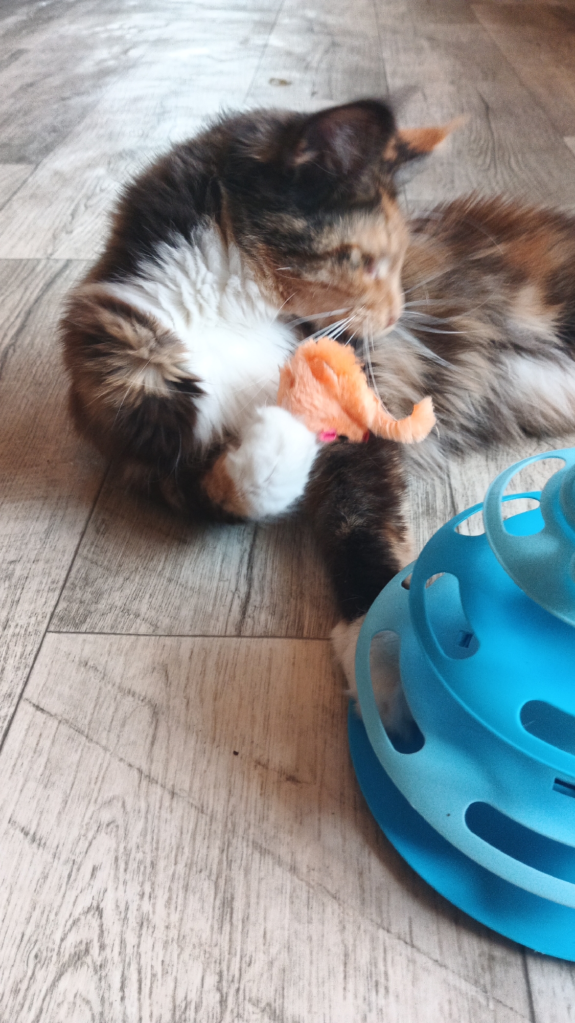 A calico cat lies on a light brown, wood-planked floor, playing with an orange toy mouse. Next to the cat is a blue plastic cat toy, a multi-tiered spiral tower with holes. The cat's fur is long and shaggy, with patches of brown, black, white, and orange. Its eyes are closed, and it appears to be focused on the toy. The lighting is soft and diffused, suggesting an indoor setting. No specific location in Kryvyi Rih, Ukraine, can be determined from the image.