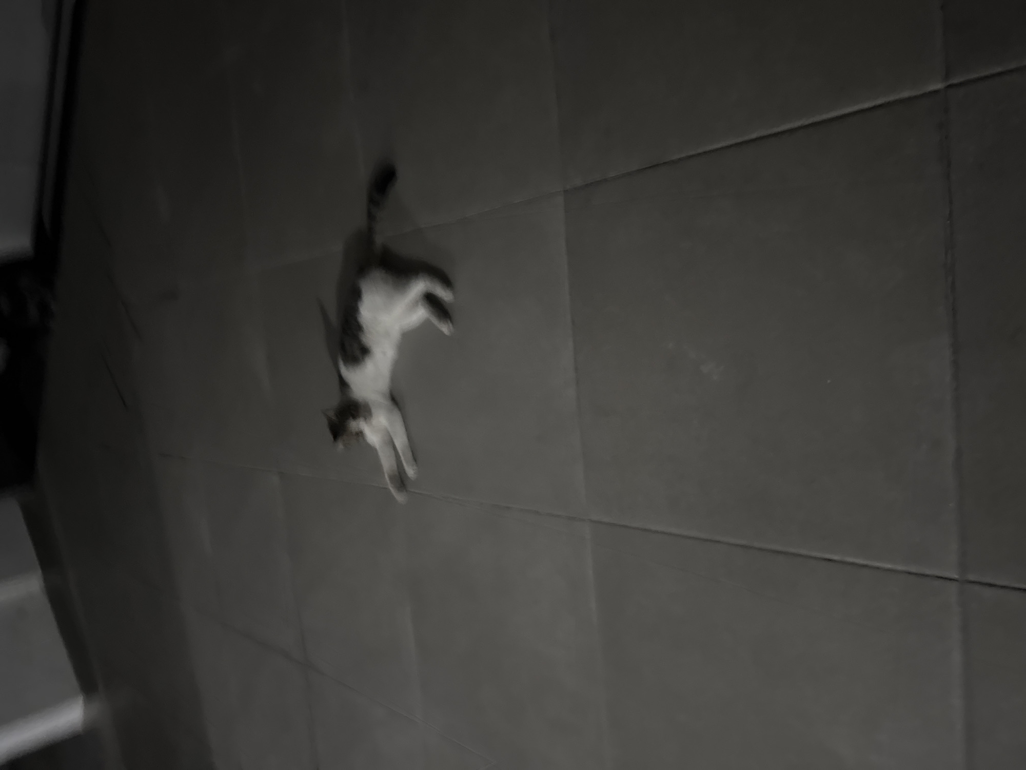 A black and white, slightly blurry, full shot photograph captures a cat lying on a tiled floor. The cat is in the middle of the frame, stretched out on its side with its paws extended. It appears to be a domestic cat with a patterned coat, a mixture of white and dark patches. The floor is made of large, square tiles, likely ceramic or stone, with visible grout lines. The lighting in the image is dim, casting shadows and creating a somber atmosphere. The background is out of focus but suggests an indoor environment, possibly a hallway or a room with plain walls. The overall impression is one of stillness and quiet, with the cat being the sole subject in a minimalist setting. The location is identified as the city of Agios Tychona Community, Cyprus.