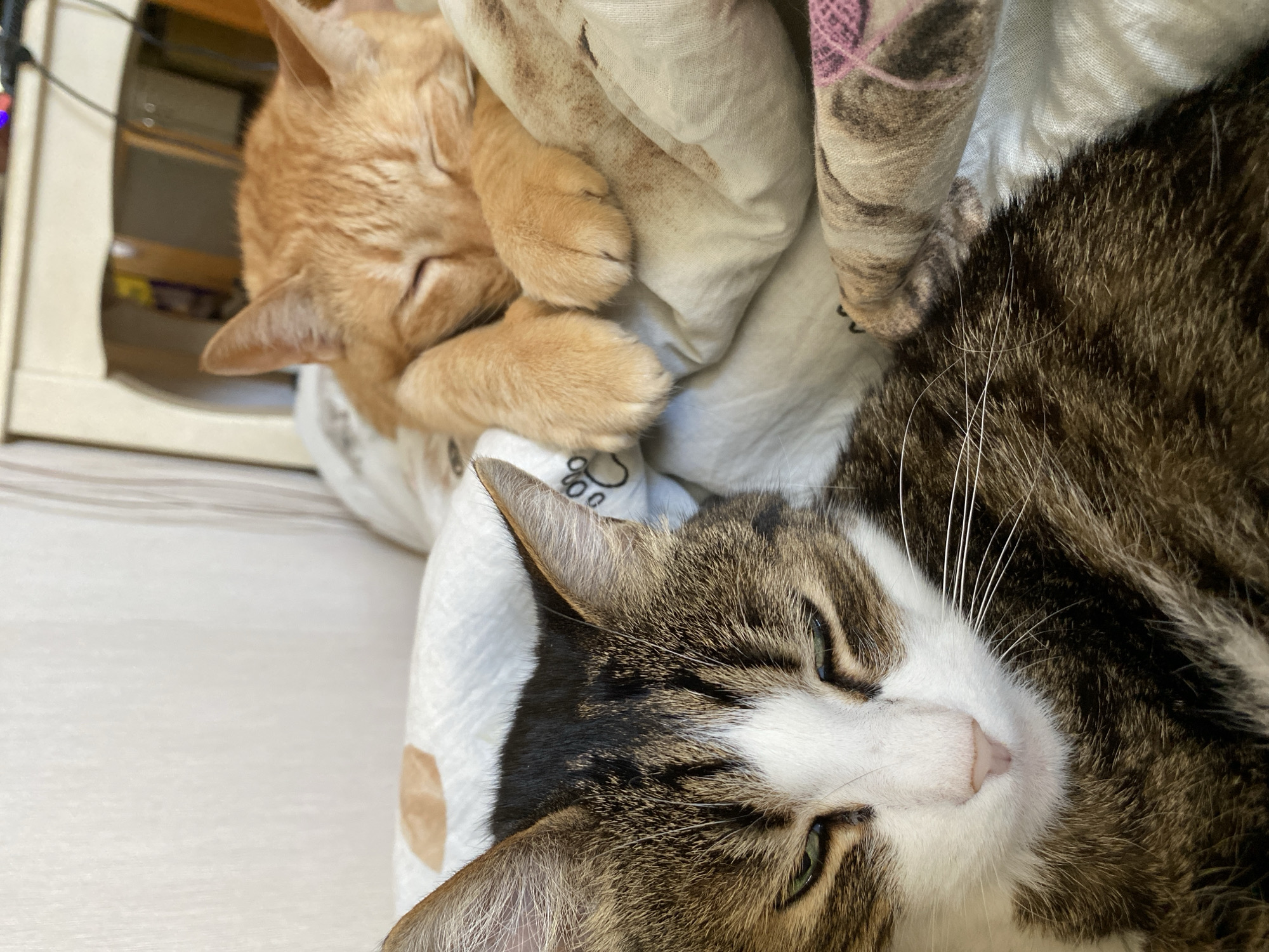 Two cats are lying down on a bed. One cat is orange, and the other is a tabby with a white face. The orange cat is resting on top of the tabby cat. The background is blurry, but there appears to be a piece of furniture nearby.