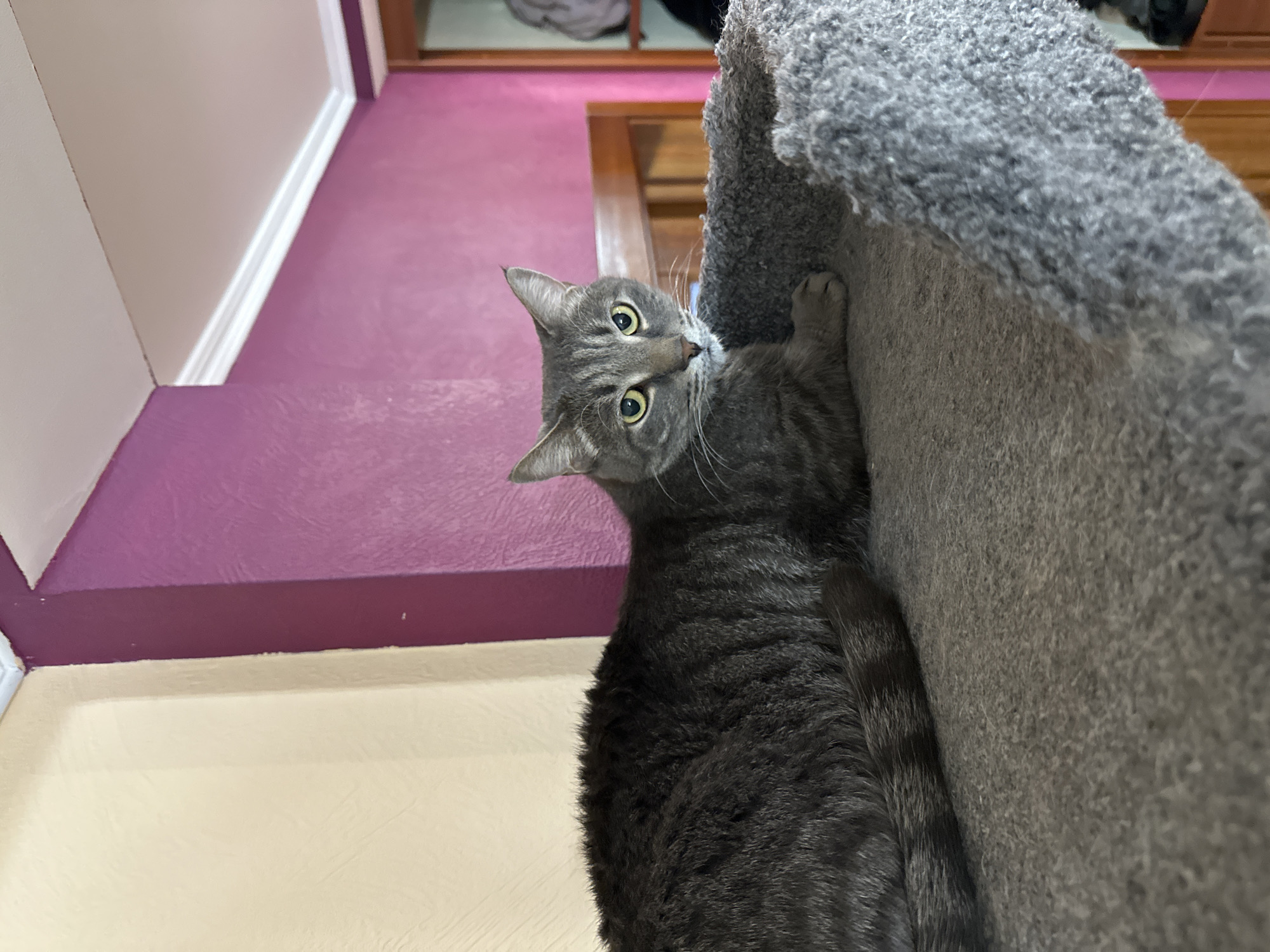 A gray tabby cat is perched on a gray, carpeted cat tree. The cat is looking directly at the camera with wide, green eyes and a curious expression. The cat is holding onto the side of the cat tree with one paw. The background consists of a two-toned wall with a white upper section and a purple lower section. A doorway and possibly part of a bed are visible in the background. There is no indication that this photo was taken in the city of Krasnoyarsk, Russia.