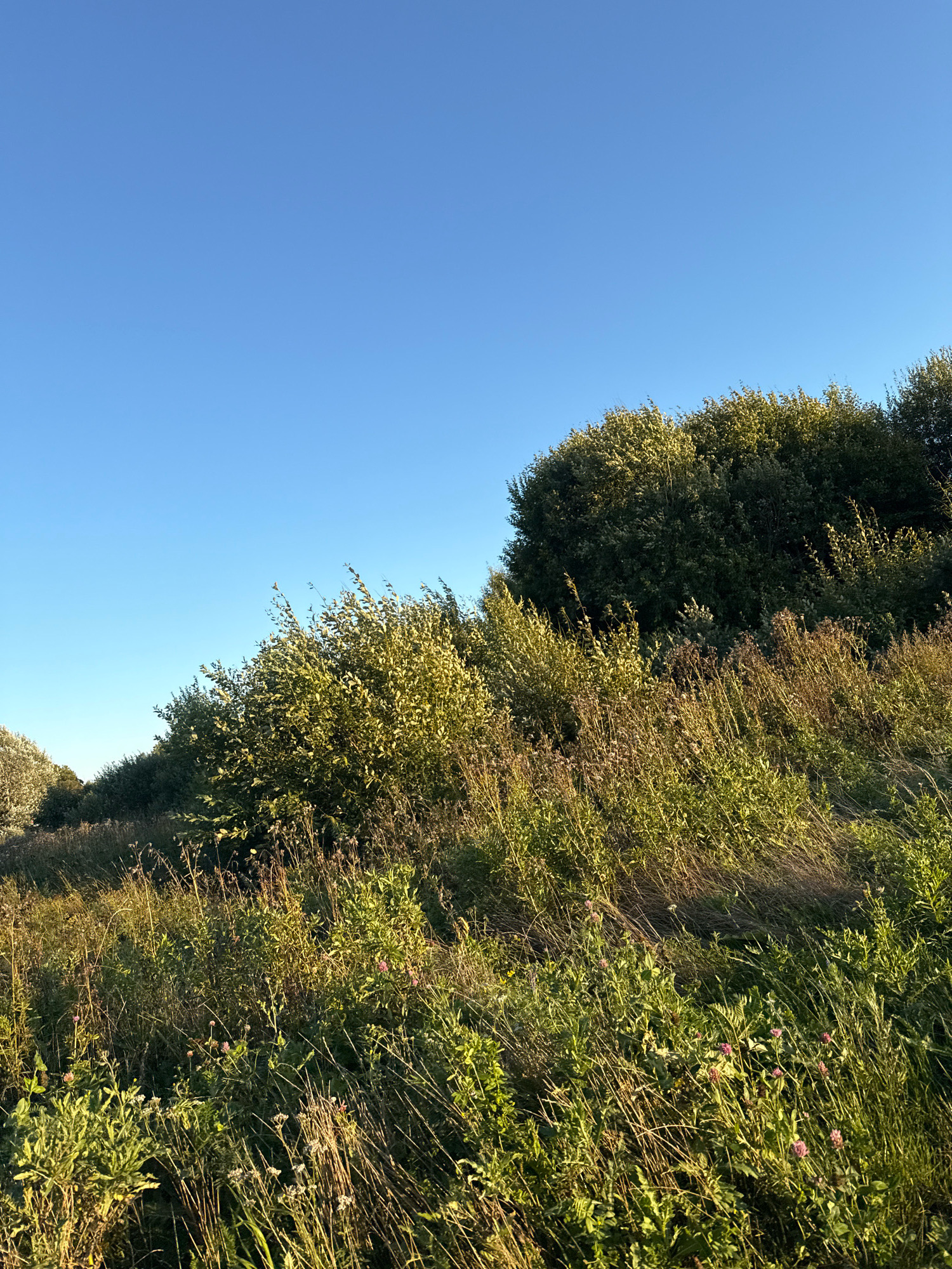 The image depicts a sunlit meadow with lush green foliage and tall grasses under a clear blue sky. The terrain slopes upwards, with a dense line of trees and bushes forming a natural barrier along the higher ground. In the foreground, various wildflowers, including small pink clover-like blossoms and white flowers, are interspersed with dry grass stalks. The lighting suggests it is either early morning or late afternoon, casting a warm glow on the vegetation and creating dappled shadows. The scene is devoid of any people or man-made structures, presenting a natural, undeveloped landscape. The location is identified as Järveküla, Estonia, indicating a rural or semi-rural setting within that region.