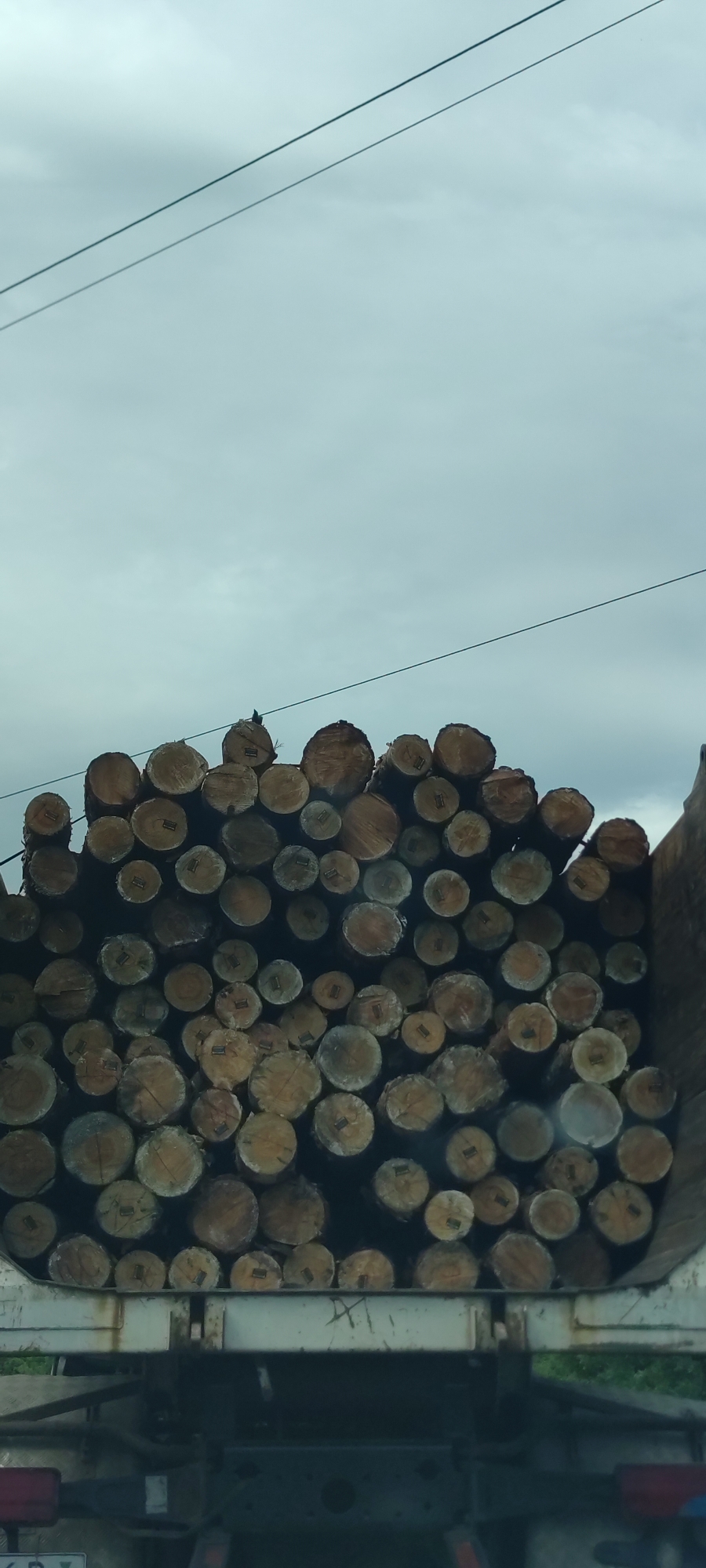 This media file shows a close-up, low-angle view of a truck bed loaded with a large quantity of cut logs. The logs are of varying sizes and are stacked densely, filling the truck's capacity. Many of the logs have metal tags attached to them, likely for identification or tracking purposes. In the upper portion of the image, two power lines are visible stretching across a cloudy sky. A small bird is perched on top of one of the logs, near the center of the frame. The lighting suggests an overcast day. The lower part of the image shows the truck's chassis and a bit of what appears to be a license plate with partial text, but it is not fully legible. The scene appears to be outdoors, possibly in a rural or industrial area where logging or transportation of lumber is taking place. There are no people visible in the image.