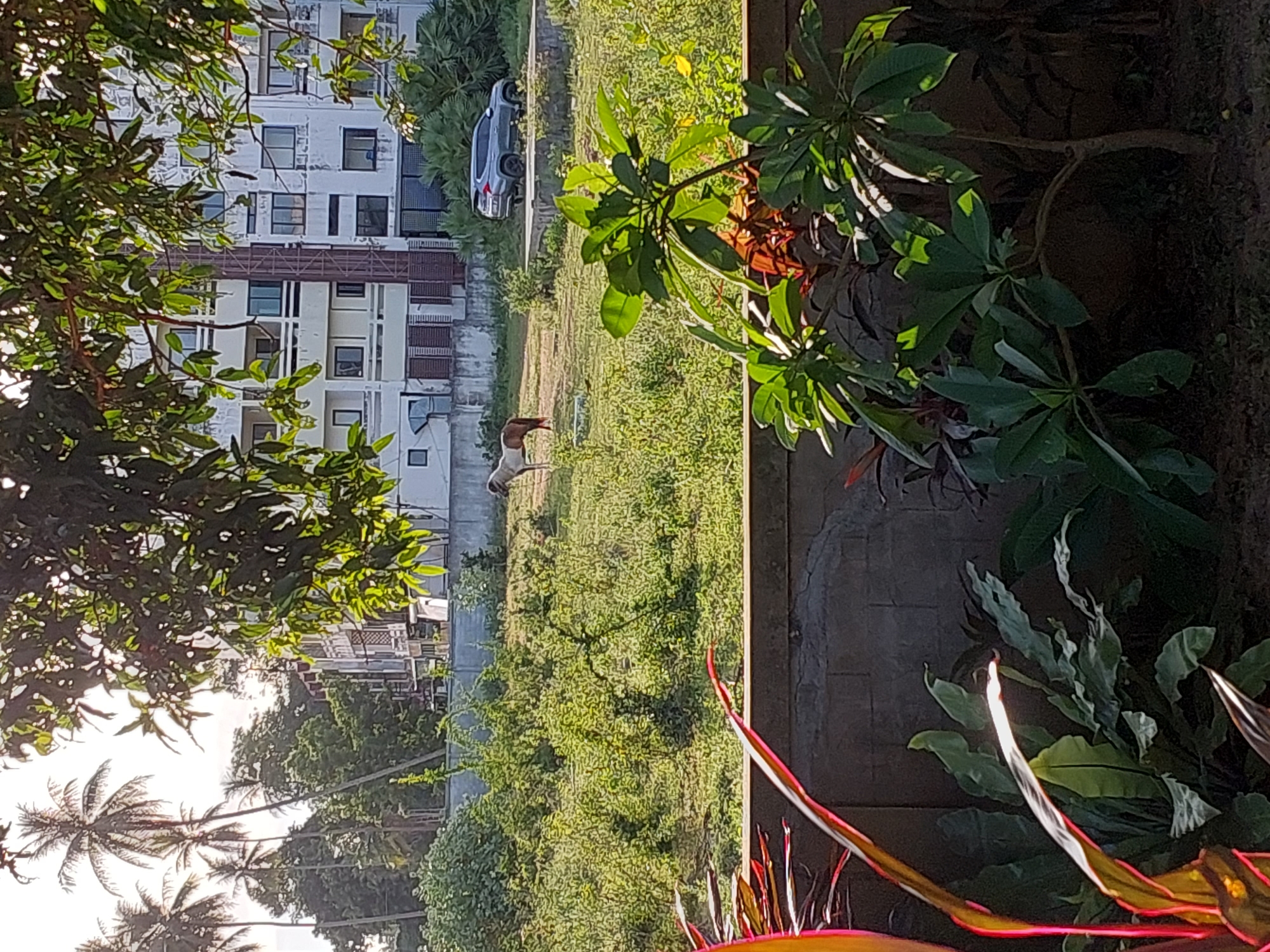 This is a photograph taken from a slightly elevated perspective, looking out over a grassy area with a building in the background. The image is oriented vertically, with palm trees and lush green foliage in the foreground and framing the scene. In the middle ground, a horse is visible grazing in the grassy field. Behind the field, there is a modern multi-story building with many windows. To the left of the building, a silver car is parked. The lighting suggests it is either early morning or late afternoon, with the sun casting long shadows and highlighting the green of the grass and leaves. The overall impression is of a semi-tropical environment, possibly a residential or resort area. The presence of the horse and the building indicates a place where both nature and human habitation coexist. There is no visible text in the image.