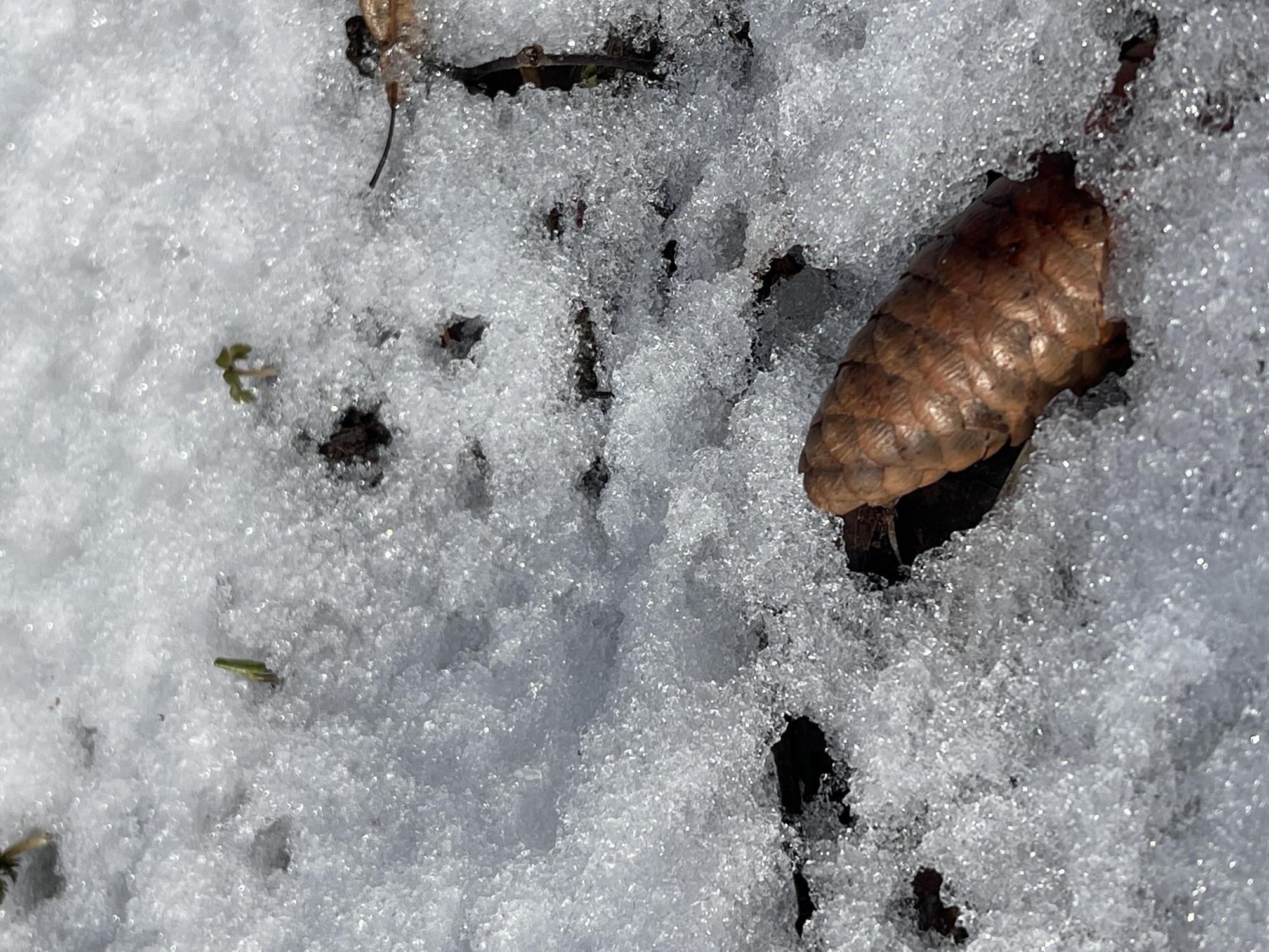 The image shows snow-covered ground with scattered debris, possibly in Zhigalki, Russia. A pine cone is partially buried in the snow on the right side of the frame. Small green plants are visible, sparsely dotting the snow. Dark organic matter or soil is exposed in patches beneath the snow.
