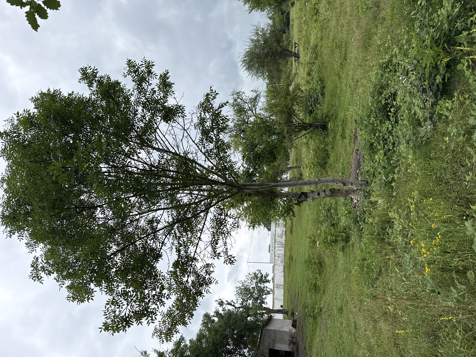 The image depicts an outdoor scene in the city of Sis, Azerbaijan. A mature tree with dark green foliage stands prominently in the foreground, its trunk split at the base. The ground is covered in lush green grass, interspersed with patches of small yellow flowers. To the left, a small, light-colored building with an open entrance is visible, with a wheelbarrow and a shovel nearby. A white wall stretches across the midground, topped with a string of lights. Beyond the wall, more trees and vegetation can be seen, along with a picnic table in the distance. The sky is overcast with heavy grey clouds. The overall impression is one of a slightly neglected rural or park-like setting.