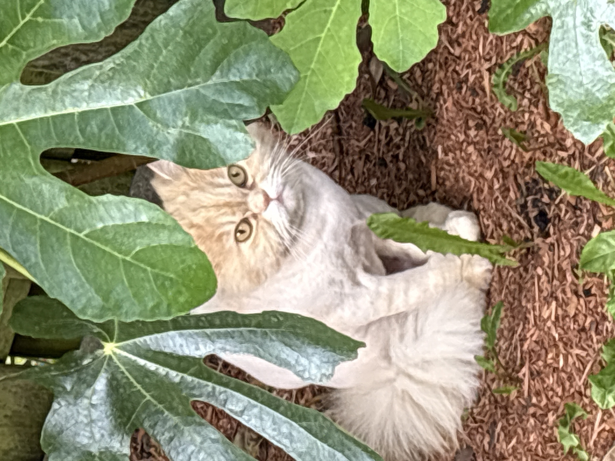 A ginger and white cat is sitting partially hidden by large green leaves in a garden bed covered with wood chips. The cat has short fur on its body and longer fur on its tail. Its eyes are open and looking forward, and it has prominent whiskers. The background shows a wooden fence and more foliage. The scene is set in a garden in Heerlen, Netherlands.