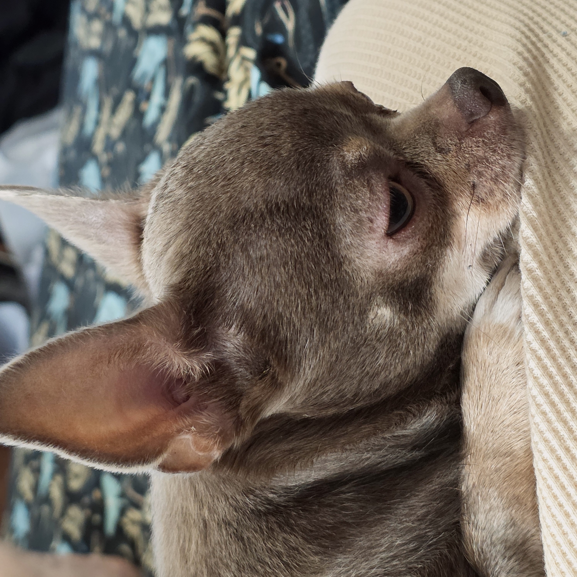 A close-up photograph shows the head and front leg of a small, short-haired, fawn-colored dog nestled against a cream-colored, textured fabric. The dog’s head is turned toward the fabric, its eye visible and appearing relaxed. The dog's ear is perked up. The background includes a patterned fabric with blue and dark colors. The scene does not appear to be in the city of Saint Petersburg, Russia.
