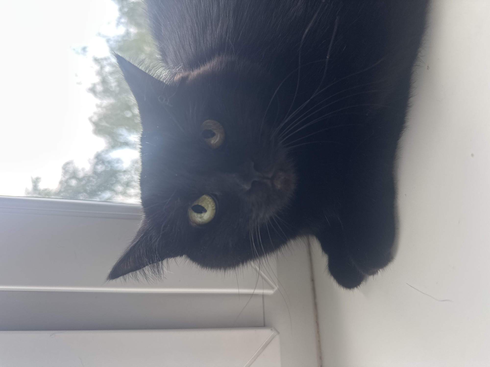 A black cat with yellow-green eyes sits on a white windowsill, looking towards the camera. The cat's fur is dark and fluffy, and its whiskers are long and prominent. Sunlight streams in from a window behind the cat, creating a bright, slightly washed-out background of blurred green foliage and sky. The scene appears to be indoors, with the white windowsill and window frame indicating a domestic setting. There is no visible indication of the city of Naberezhnye Chelny, Russia.