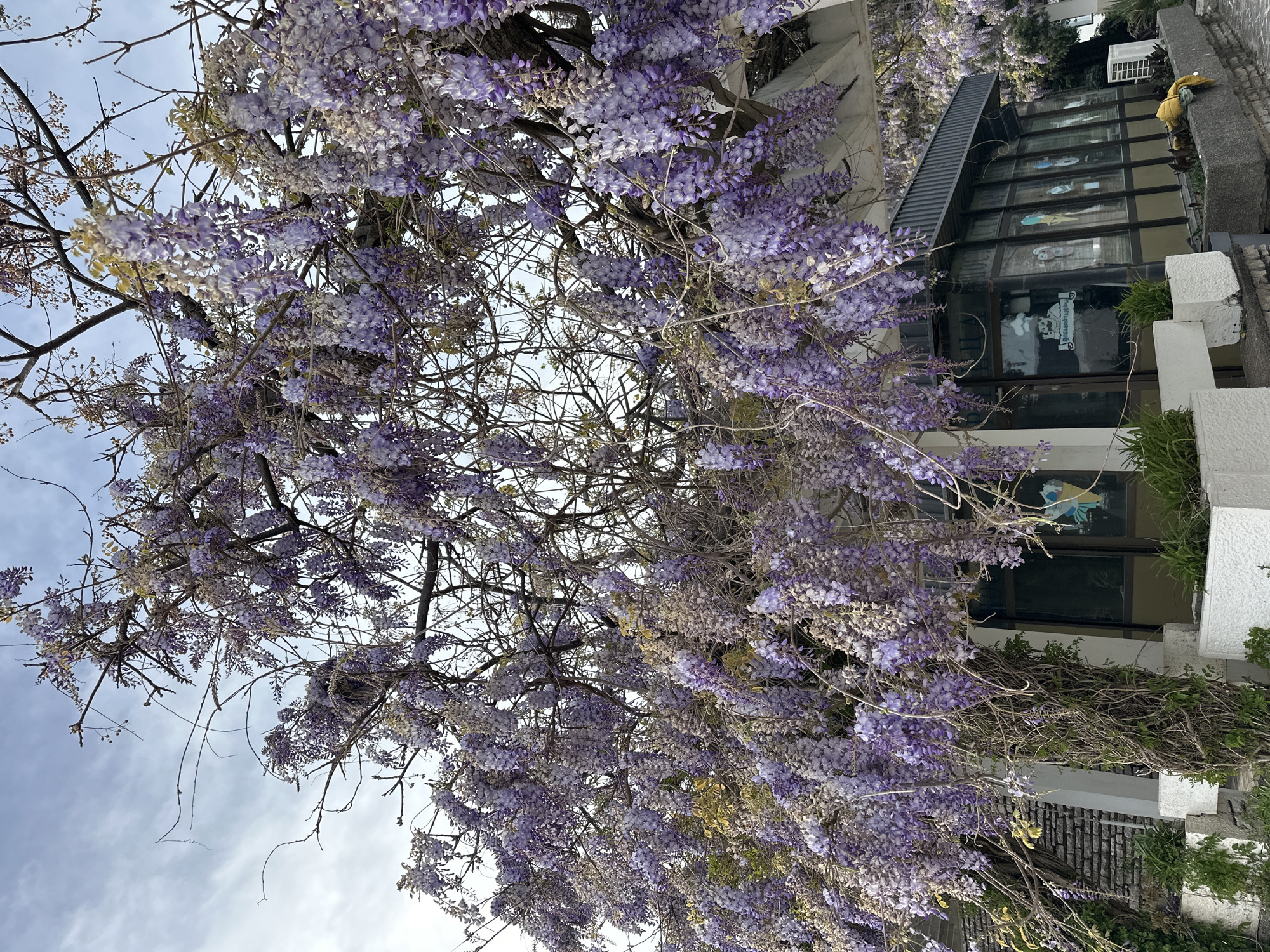 An upward-tilted shot reveals a cascading display of wisteria blossoms in varying shades of lavender and white, densely covering tree branches. The location is identified as Boreti, Montenegro, though no specific landmarks are recognizable to pinpoint the exact spot. A modern building with multiple windows is partially visible, decorated with stickers. The architecture features a black, angled roof, stark white trim, and sections of grey stone wall. A yellow jacket or similar garment rests on a ledge near the building's edge. The sky, glimpsed through the flowering branches, is a pale blue with wisps of clouds. The overall atmosphere appears to be that of a tranquil spring day.
