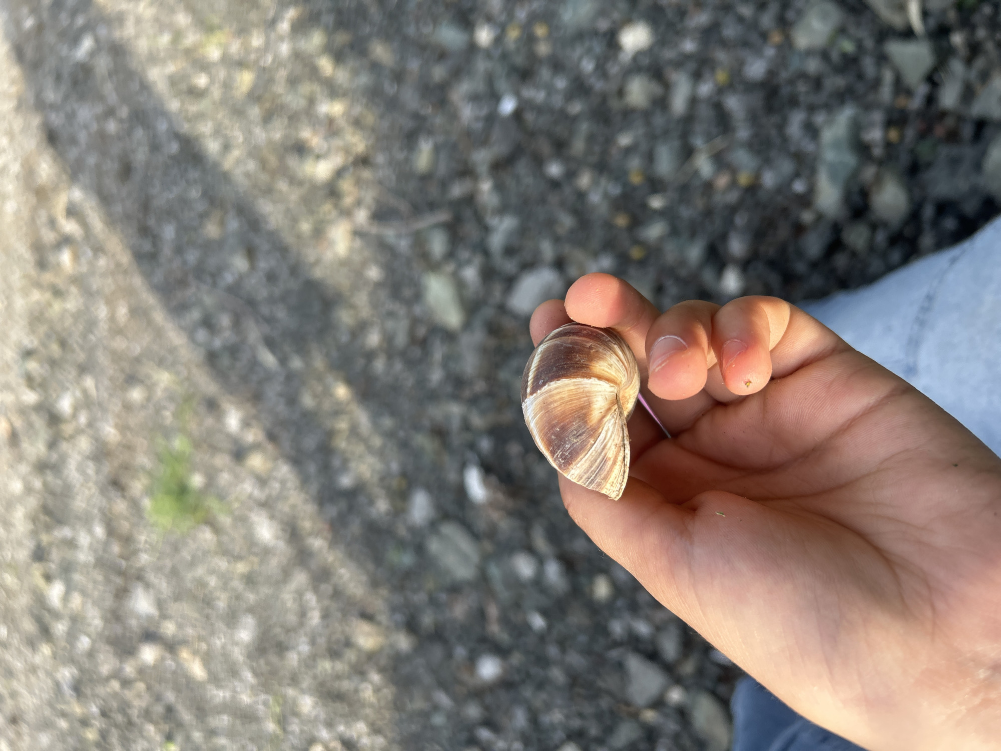 An overhead shot captures a person's hand holding a snail shell against a blurred outdoor background. The hand, positioned on the right side of the frame, gently cradles a spiral snail shell. The shell displays distinct brown and cream-colored stripes that follow its coiled structure.
The background consists of an out-of-focus ground covered with small, irregular pebbles and gravel in shades of gray, brown, and off-white. Scattered patches of faint green vegetation can be seen within the rocky terrain. Strong, natural sunlight illuminates the scene, casting prominent diagonal shadows across the ground, indicating a sunny daytime setting. A small section of blue denim fabric, likely from a pair of jeans, is visible in the lower right corner, suggesting the person is dressed casually outdoors. No text is visible in the image.