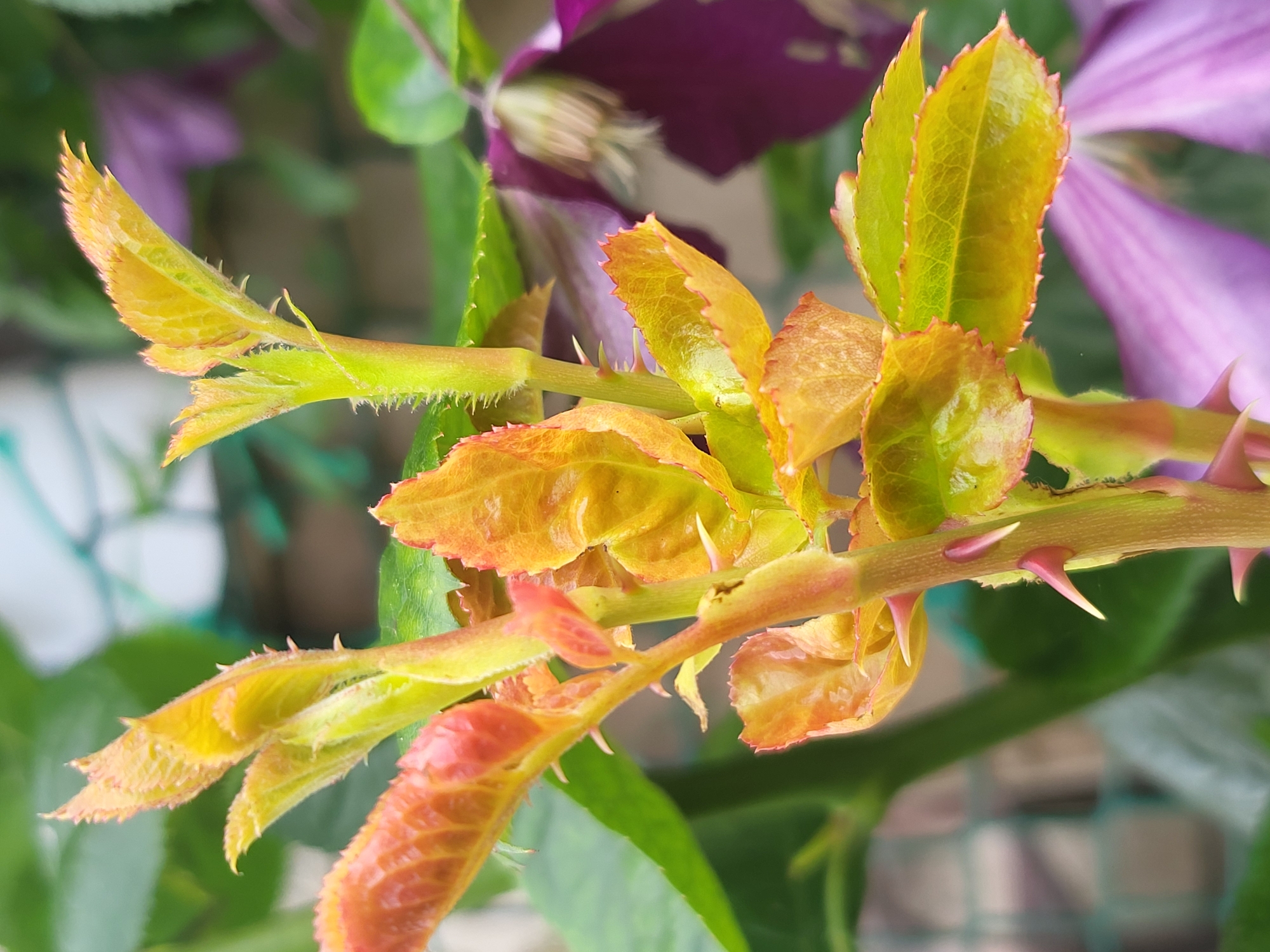 A close-up, eye-level shot focuses on the vibrant new growth of a rose bush. The foreground is dominated by young rose leaves, their edges tinged with red and orange, transitioning to a bright yellow and green towards the center. Some leaves are unfurling, revealing delicate veins. The stems are a light green with prominent, sharp pink thorns. In the background, slightly out of focus, are larger, darker green leaves and the faint outline of a purple clematis flower. The overall lighting is natural and soft, highlighting the textures and colors of the plant. The location is Unknown, Unknown.