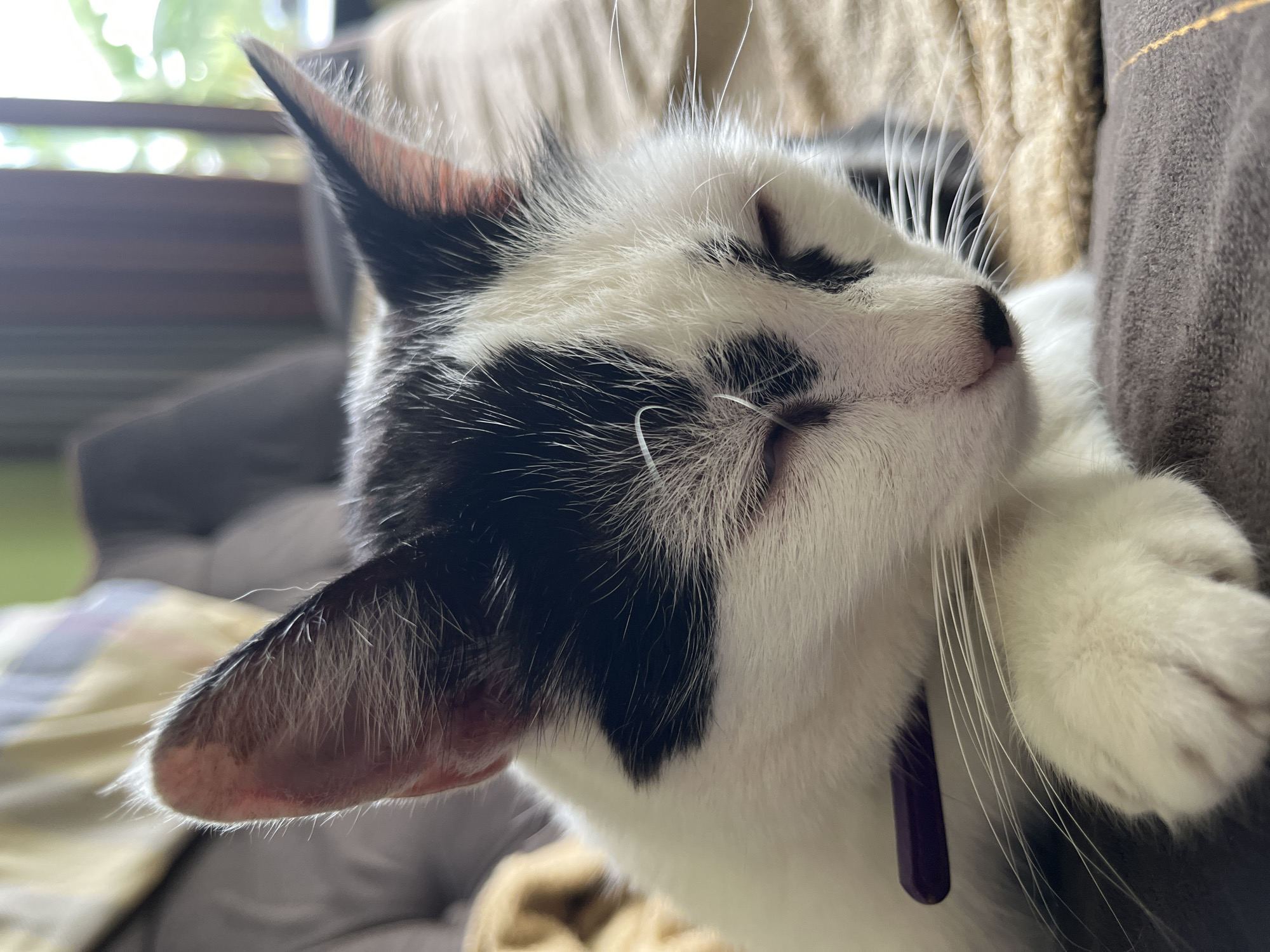 A black and white cat is resting on a couch. The cat is lying on its side, with its eyes closed. It has black markings on its face and ears, and white fur on its chest and paws. A purple object is visible near the cat's neck, possibly a collar. The background is blurred, but it appears to be an indoor setting with furniture and a window. The image was taken in Ureki, Georgia.