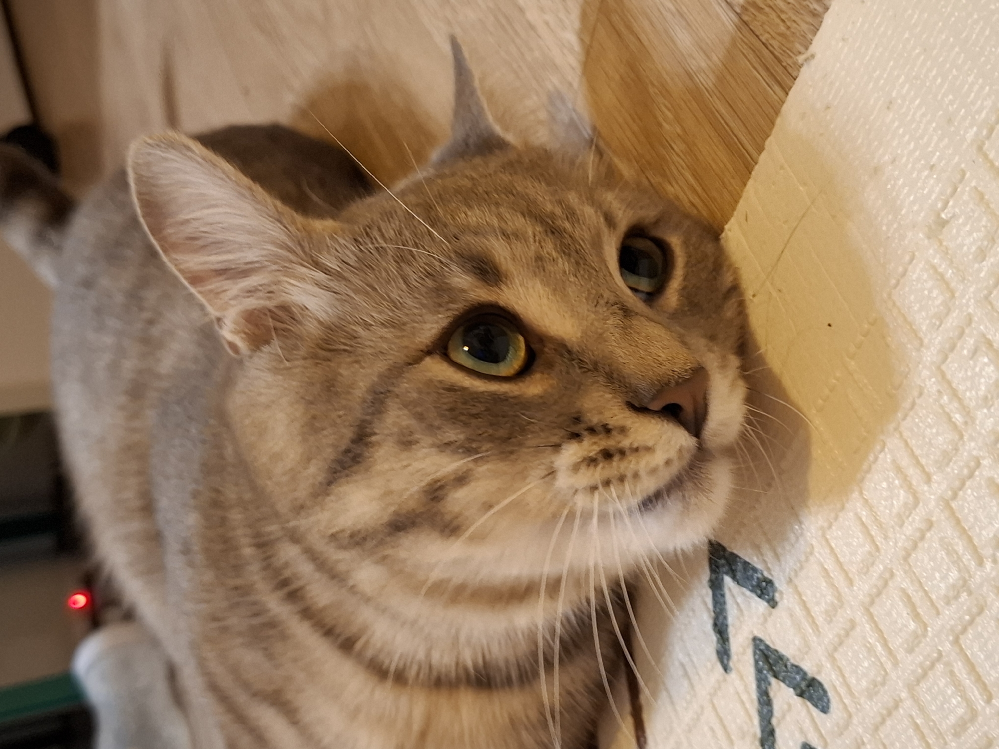 An overhead, close-up shot shows a tabby cat lying on its side, looking towards the camera. The cat's fur is a mix of grey and brown stripes, with green eyes and light-colored whiskers. It is positioned on a cream-colored mat with a subtle checkered pattern and some dark blue zig-zag markings. The background consists of light brown wooden flooring. There are no people or other animals visible. The scene appears to be indoors, likely a domestic setting, with no indication of its specific location within Zemun Urban Municipality, Serbia.