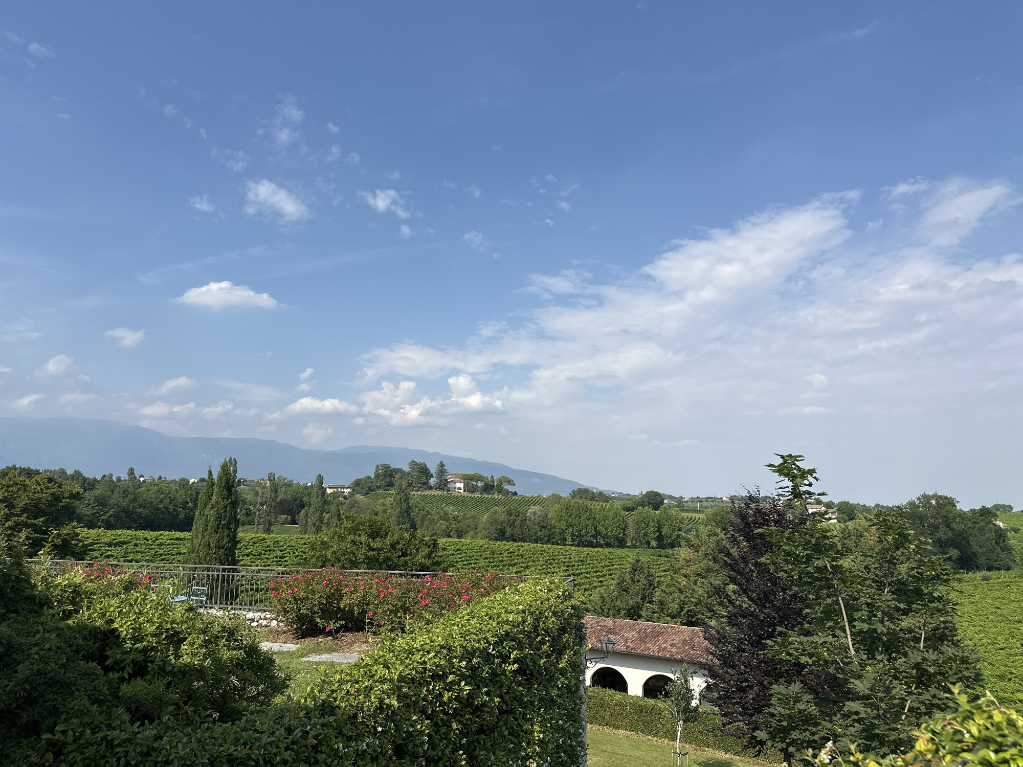 This media file depicts a scenic view of a vineyard in Conegliano, Italy. The scene is set on a bright, clear day with a blue sky dotted with white, fluffy clouds. Rolling green hills covered in neat rows of grapevines dominate the mid-ground and background, suggesting a rural, agricultural setting. In the foreground, lush green bushes and vibrant pink roses create a natural border.
Several structures are visible, including a white building with arched openings and a terracotta roof, and scattered houses and villas nestled amongst the trees and vineyards on the hillsides. A tall, slender cypress tree stands prominently amidst the greenery. A metal railing runs across the middle ground, separating the foreground vegetation from the vineyard. The overall atmosphere is serene and picturesque, evoking a sense of tranquility and natural beauty. The time of day appears to be late morning or early afternoon, given the bright sunlight casting shadows and illuminating the landscape. No people or text are visible in the image.
