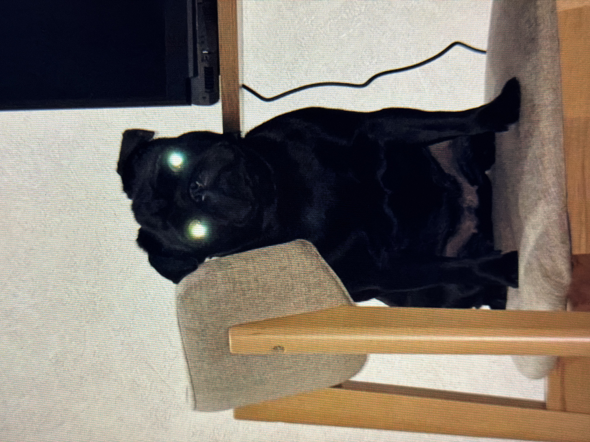A black pug sits on a chair, its eyes glowing with an eerie green light. The pug is positioned in front of a light-colored wall and to the right of a wooden chair. A black wire hangs near the pug, and a dark laptop sits on a wooden shelf behind it. The lighting is dim, casting long shadows and highlighting the pug's glowing eyes. The scene appears to be indoors, possibly in a home or office setting in the city of Sirius, Russia.