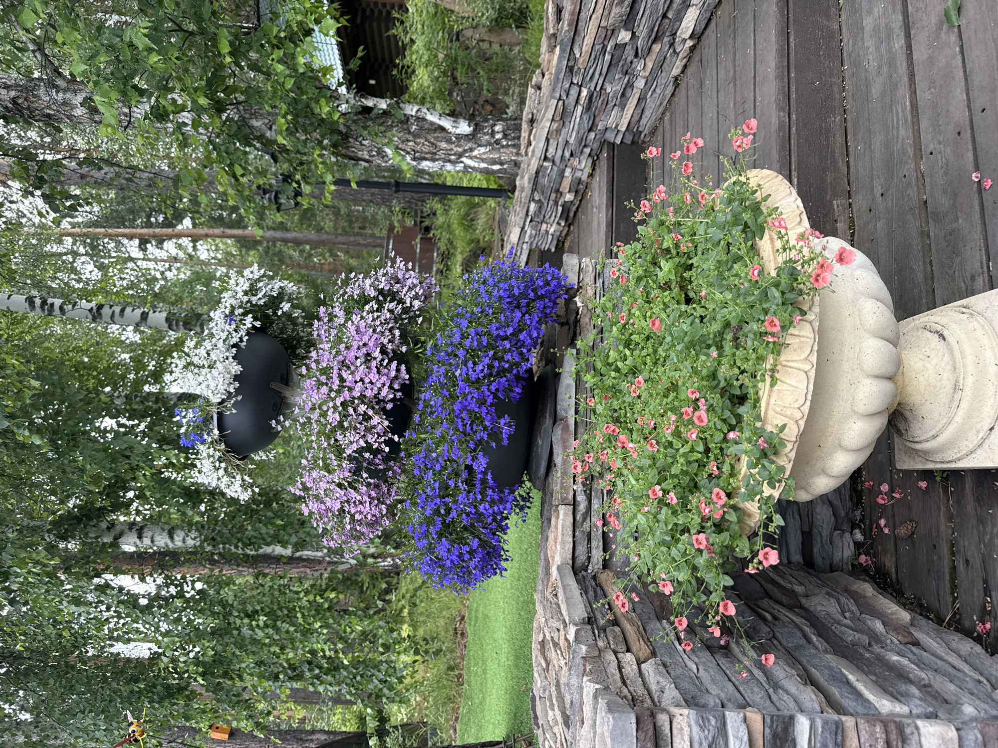 In Sukhaya, Russia, a tiered floral display cascades down a wooden pathway. The lowest planter, a large cream-colored urn, holds a profusion of small pink flowers. Above it, a dark planter overflows with vibrant blue lobelia, followed by another planter filled with delicate purple flowers. The topmost planter contains white flowers and a few blue blossoms. The arrangement is set against a backdrop of lush green trees and a rustic stone wall. The wooden pathway, constructed from planks, leads upwards towards a dimly visible building. The scene is natural and serene, with no people or animals present.