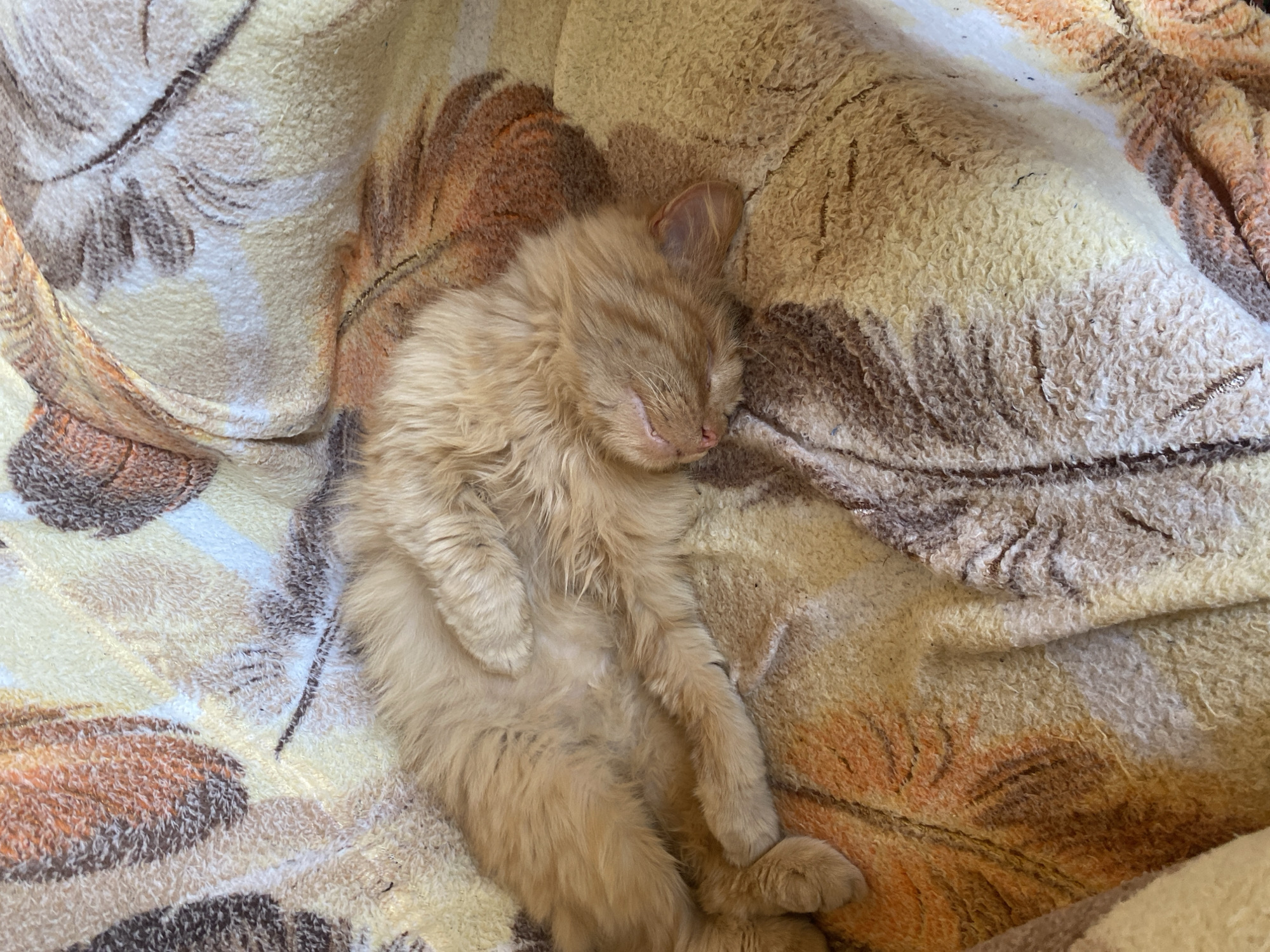 An orange tabby cat is sleeping soundly on a patterned blanket. The cat is curled up on its side with its belly exposed, its paws tucked in. The blanket has a repeating pattern of large, abstract shapes in shades of brown, orange, and yellow. The lighting suggests it is daytime, and the overall scene is one of peaceful slumber. This image was taken in the village of Borodulino, Russia.