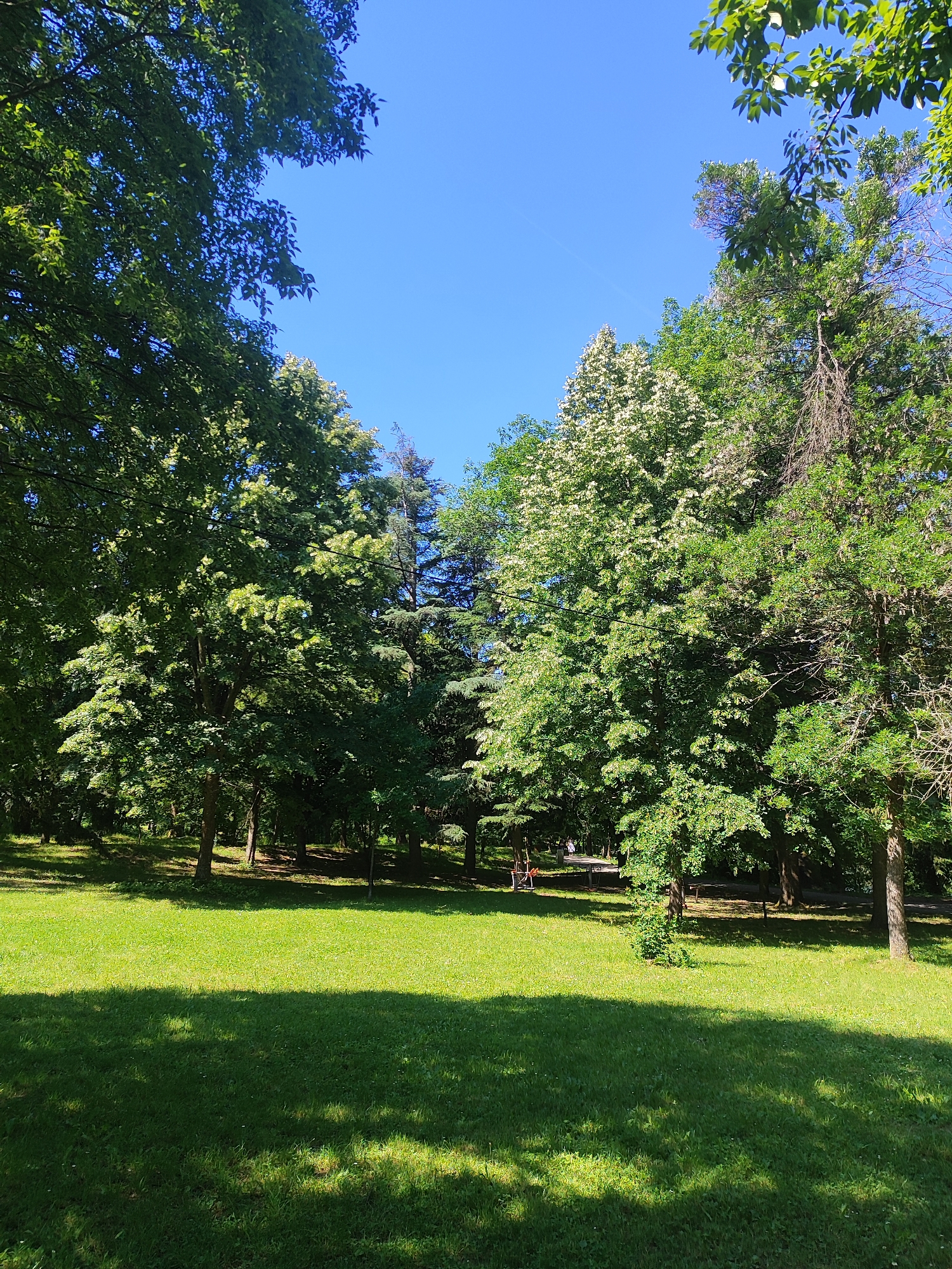 The image depicts a sun-drenched park with a clear blue sky. Lush green trees with dense foliage dominate the scene, framing a large, well-maintained lawn in the foreground. The grass is vibrant green, with patches of sunlight and shadow creating a dappled effect. In the background, a path winds through the trees, and a few distant figures can be seen walking. The overall impression is one of a tranquil and inviting outdoor space, likely a public park within a city, given the presence of pathways and the manicured lawn. The vegetation suggests a temperate climate, and the bright sunlight indicates a warm, clear day. The image captures a serene moment in nature within an urban setting.