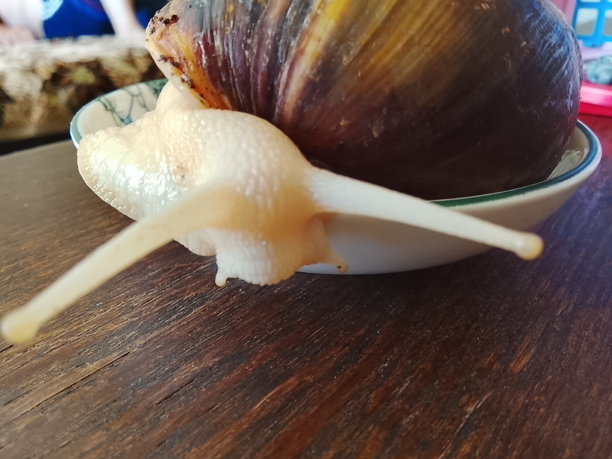 This is a close-up, eye-level photograph of a large, light-colored land snail emerging from a small, decorative bowl. The snail's body is a pale yellow or cream color, and it has two prominent eye stalks extended forward. The shell of the snail is large, dark brown with streaks of lighter brown and yellow, and appears to be textured. The bowl the snail is in is white with a green rim and a delicate pattern of green lines. The snail and bowl are resting on a dark, wooden surface, likely a table, with visible wood grain. In the blurred background, there are hints of other objects, including what appears to be a person's arm and shoulder wearing a blue garment, and a patterned textile. The overall lighting is somewhat dim. The image does not provide any information about the location in the city of Кочержинский, Russia.
