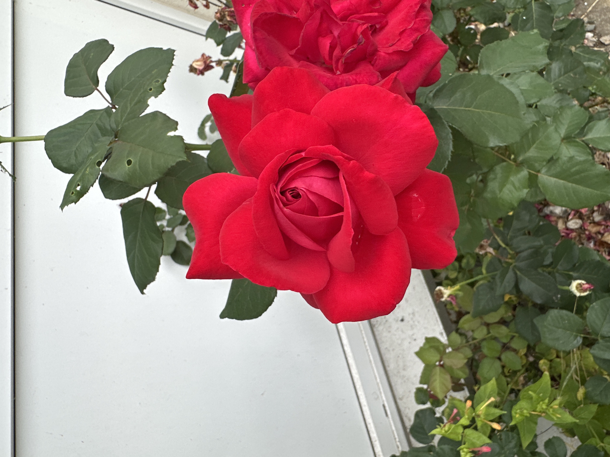 A vibrant red rose in full bloom is the focal point of this close-up image. The rose is positioned in the foreground, slightly to the right of center, its petals unfurling delicately. Behind the main rose, a second, partially visible red rose is present. The roses are part of a rose bush with lush green leaves, some of which show signs of insect damage with small holes. The bush is planted near a white, textured wall, possibly part of a building. A horizontal white trim runs along the bottom of the wall, suggesting it is a structure like a house or shed. The ground around the base of the bush is covered with small stones and some dry, wilted flower heads. In the lower left of the frame, there are some smaller green plants with tiny red and yellow buds, adding a touch of contrast to the scene. The overall setting appears to be a garden or outdoor space. The image does not contain any people or indications of specific activity.