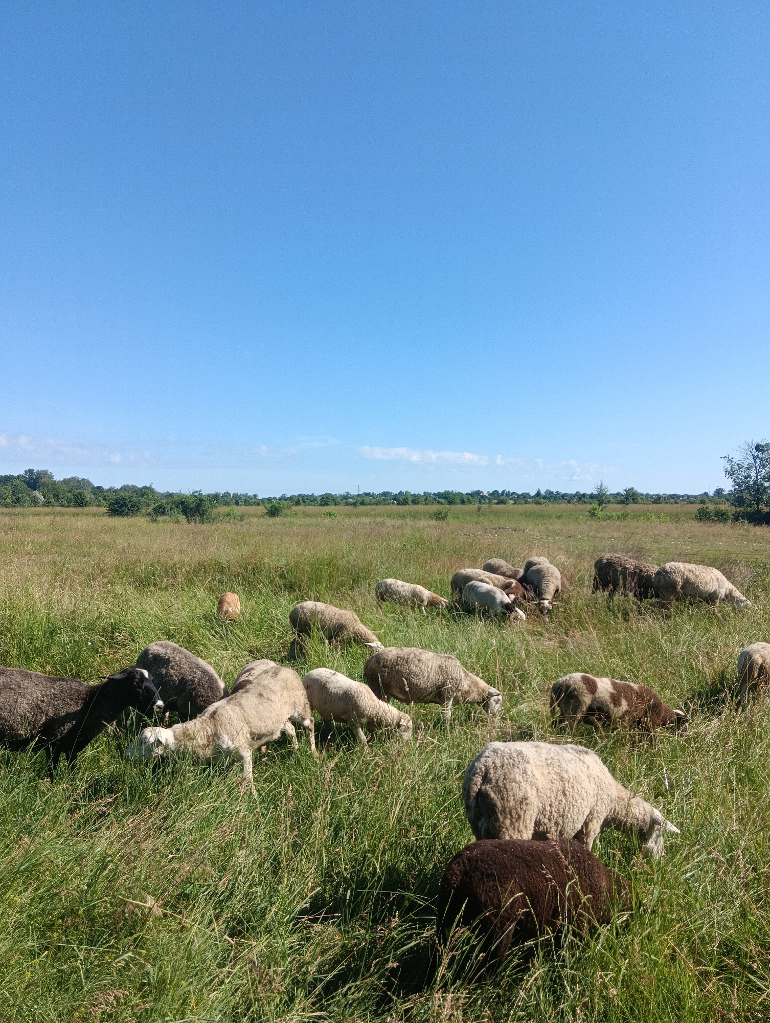 In an outdoor scene, a flock of sheep grazes in a sunlit grassy field under a clear blue sky. The sheep, of various colors including white, brown, and black, are scattered throughout the frame, some in the foreground and others further back. The field is characterized by tall, green and dry grass, with a line of trees forming a distant treeline. A light brown sheep stands out in the middle ground, facing away from the camera. The overall environment suggests a rural or pastoral setting.