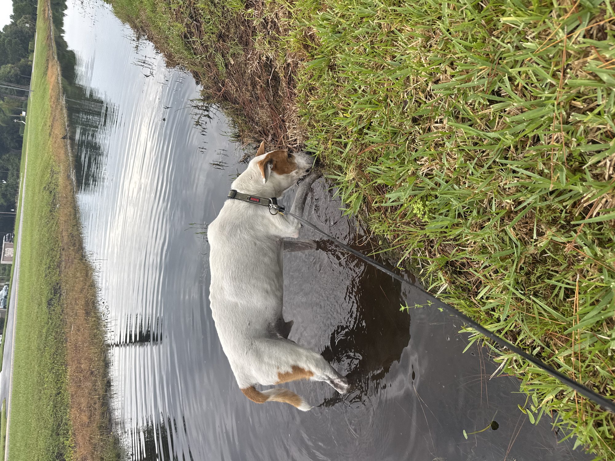 A medium-sized dog with white and tan fur stands in shallow, murky water near a grassy embankment. The dog is leashed and appears to be drinking or investigating the water. The environment suggests an outdoor setting, possibly a drainage ditch or canal, with a road and some buildings visible in the background. The grass on the bank is lush and green, with some dry brown patches mixed in. The water reflects the overcast sky, creating a muted, diffused light. The overall scene is mundane and domestic, depicting a common activity in an everyday urban landscape.
