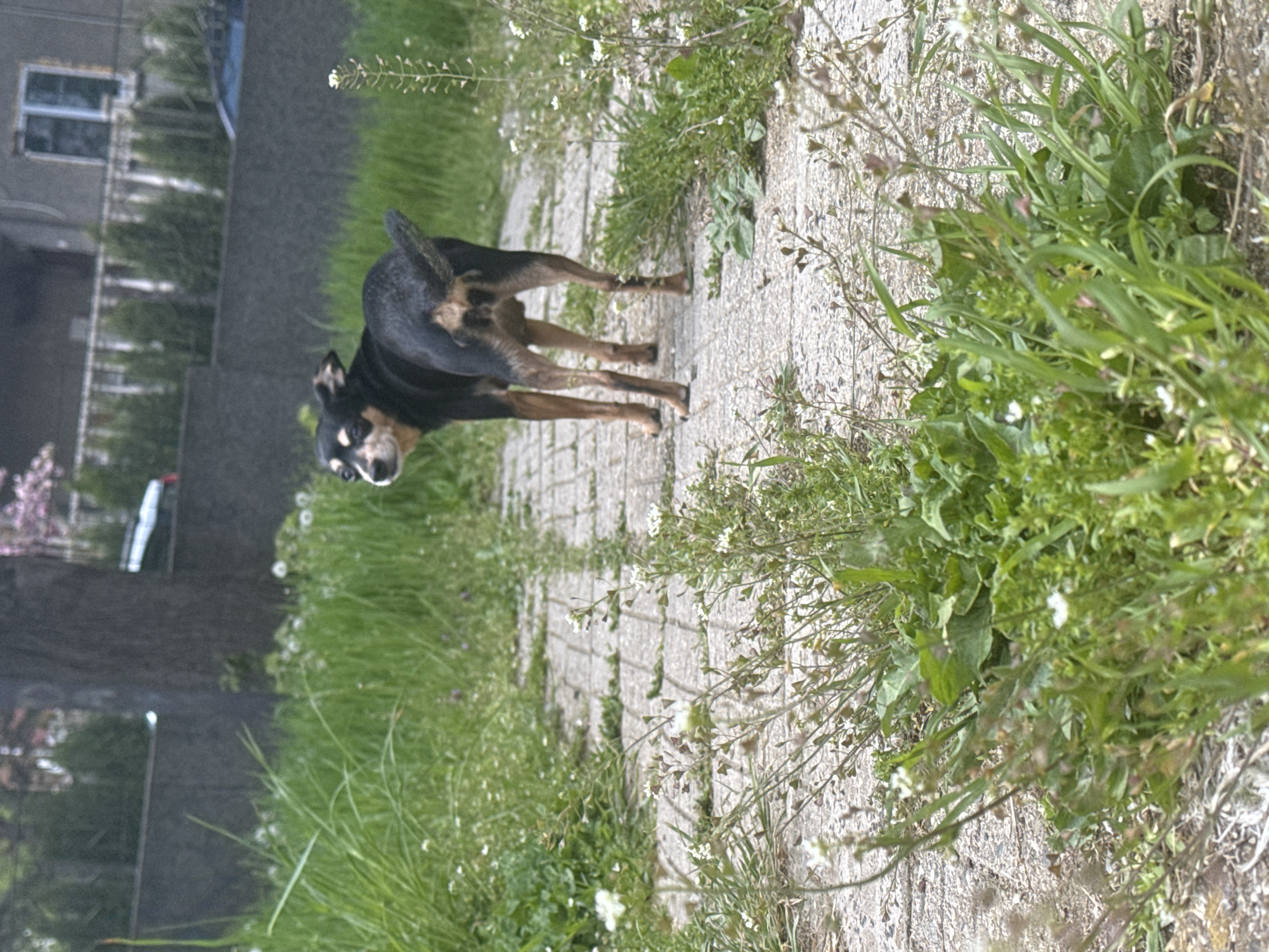 A small, black and tan dog stands on a concrete-block walkway bordered by grass and weeds. The dog is looking to the left. In the background are trees, a building with windows, and a parked car. The photo appears to be taken outdoors, possibly in a residential area in Sofia, Bulgaria.