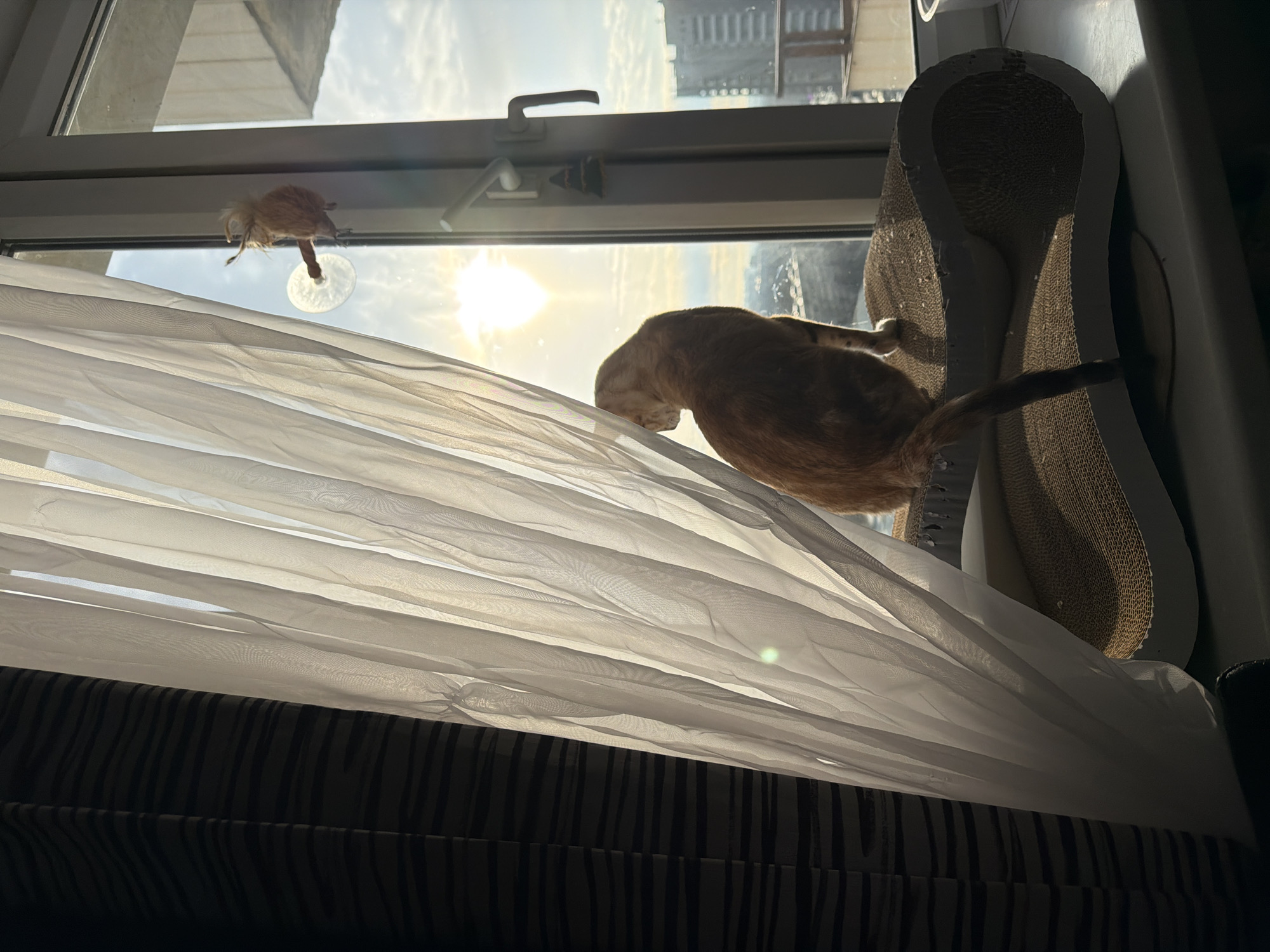 The image shows an interior scene, possibly a residential apartment, in Murino, Russia. The focus is on a window area with a sheer, white curtain obscuring the view. An orange tabby cat is positioned on a corrugated cardboard cat scratcher next to the window. A toy with feathers is attached to the window glass with a suction cup. The background shows a view of other buildings, suggesting an urban environment. The sun is shining brightly through the window. The bottom of the frame shows a dark, horizontally striped fabric, likely part of a bed or sofa.