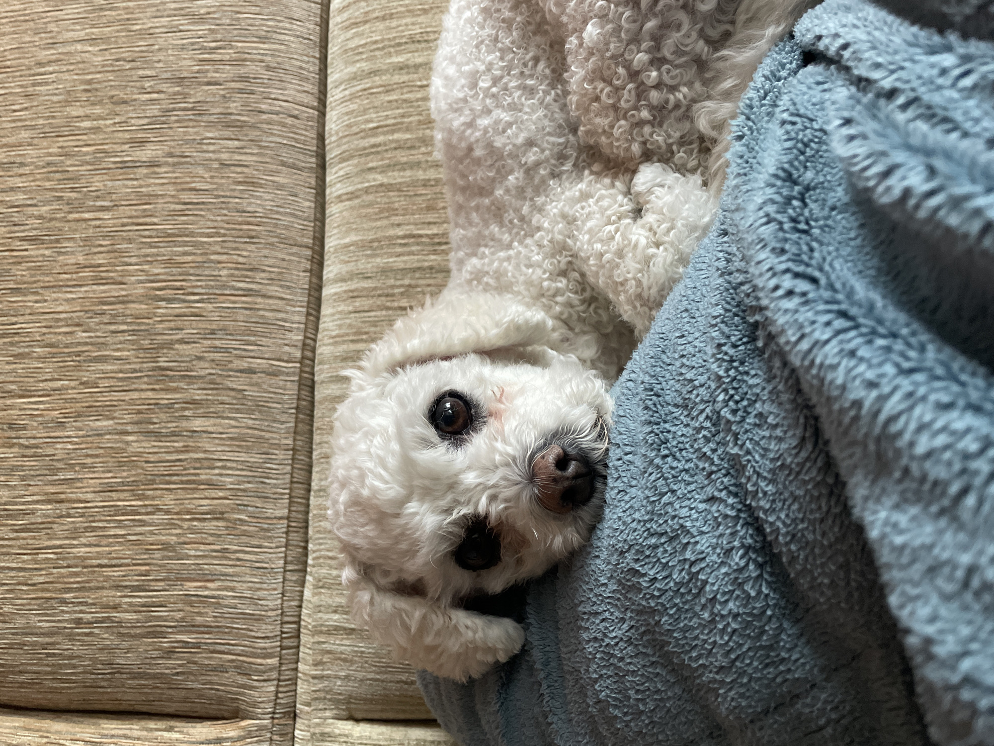 A small white curly-haired dog lies on a soft, textured blue blanket. The dog's head is positioned on the left side of the frame, resting on the blanket, while its body extends to the right. Its eyes are dark and appear to be looking forward, with faint reddish marks visible beneath its left eye (viewer's left) and darker staining around its right eye. The dog's nose is dark brown. Behind the dog, a beige or tan upholstered surface with a distinct vertical ribbed pattern, consistent with a couch or armchair, is visible. The scene is indoors. No specific identifying features of the city of Yekaterinburg, Russia, are discernible within the image.