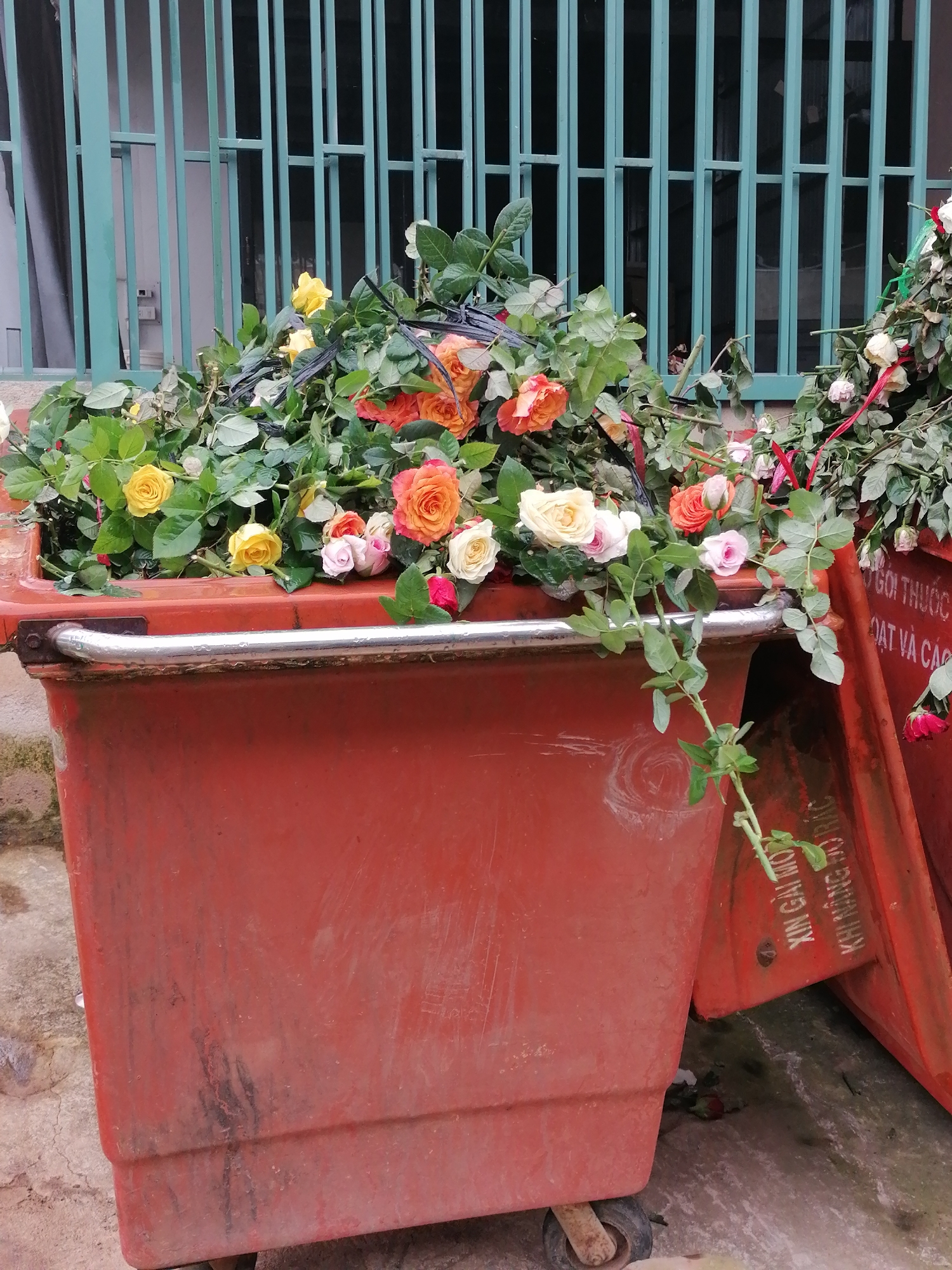 A close-up shot captures a bright orange, weathered trash bin overflowing with a large bouquet of freshly cut roses. The roses are a vibrant mix of colors including yellow, orange, pink, white, and red, with abundant green foliage. Some roses are fully bloomed, while others are still in bud. A green metal grate or fence is visible in the background, suggesting an outdoor setting. The trash bin has a metal rim and appears to be made of plastic, with visible dirt and scuff marks. Text is visible on the side of the trash bin in white lettering, which reads: "XIN GÁI MỘT KHI NÂNG MỘ RÁC" and "CHOI THUỐC". The lighting suggests it is daytime, and the weather appears to be fair. The scene evokes a sense of discarded beauty, perhaps after an event or due to wilting. The location is identified as Lạc Dương, Vietnam.