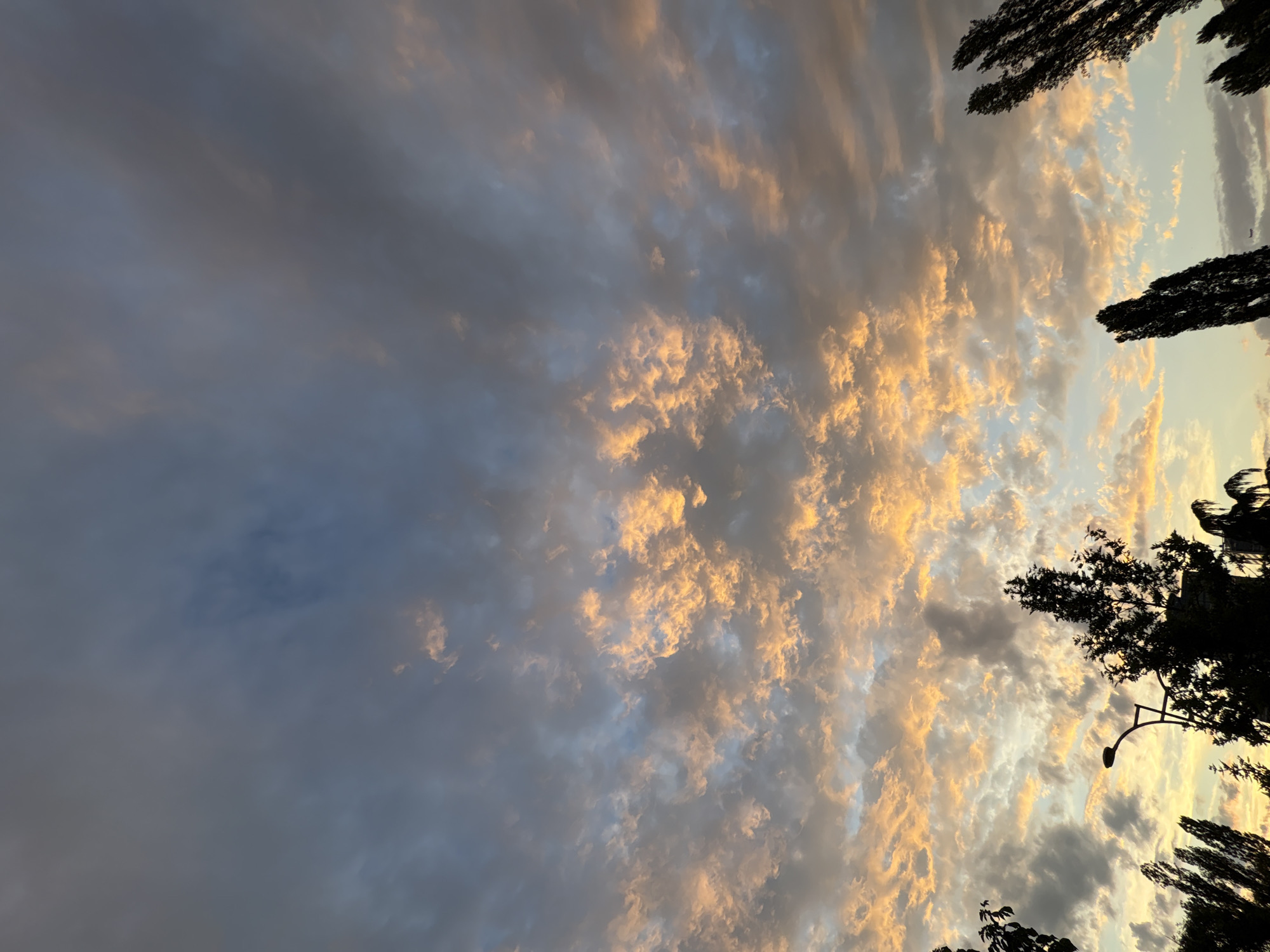 The image captures a panoramic view of a cloudy sky at either sunrise or sunset over the city of Sofia, Bulgaria. The upper third of the sky is occupied by diffuse, dark grey-blue clouds. Below this, a dense field of smaller, broken clouds is intensely illuminated from below with golden-orange light, transitioning to lighter tones of blue and pale yellow towards the horizon. Patches of clear, light blue sky are visible between the illuminated clouds, particularly in the lower-middle section.
In the foreground, silhouetted against the bright sky, are several trees and a street lamp. To the left, a cluster of tall, narrow trees, possibly poplars, rise upwards. Near the center-bottom, a modern street light is visible in silhouette, featuring a curved pole supporting a single luminaire. To the right of the street light, a larger, denser tree with a more irregular crown is prominent. Further to the far right, another group of tall, slender trees is silhouetted. A very small, dark, indistinct object, likely an aircraft, is faintly discernible in the distant sky near the bottom right in one of the provided crops. No people, discernible buildings, or specific landmarks are visible. The scene is static, depicting an atmospheric sky over an urban/suburban tree line.