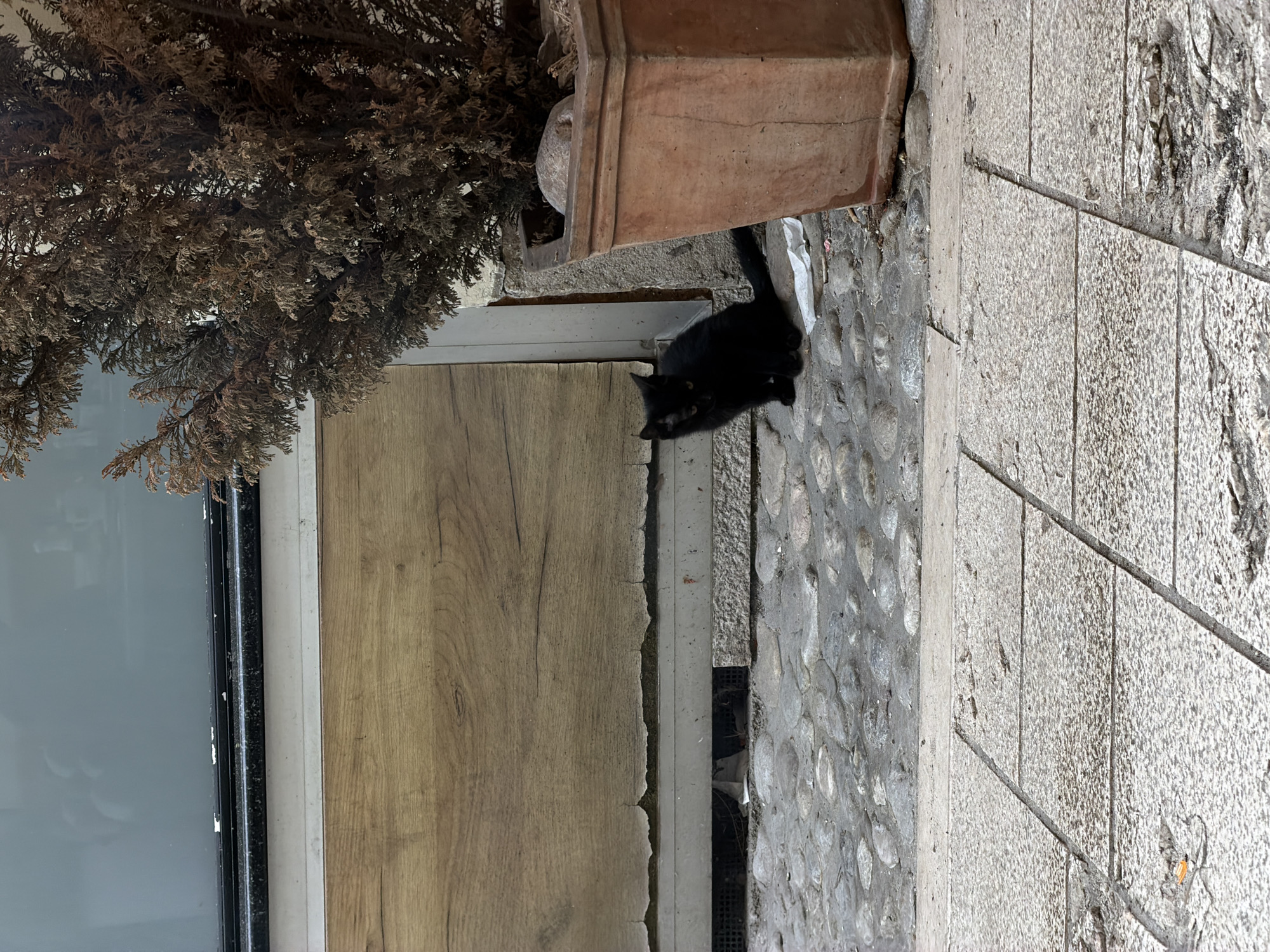 A black cat sits on a cobblestone path in front of a wooden-paneled wall and a large terracotta planter. The scene appears to be outdoors, possibly on a street or courtyard, with the cat positioned to the left of the planter and a dry, brown evergreen tree. The ground is paved with irregular cobblestones, and in the foreground, there are larger, lighter-colored stone tiles. The wooden wall behind the cat shows signs of wear and peeling paint at its base. A discarded piece of white paper is visible on the ground near the cat. The reflection in the window above the wooden wall suggests an indoor environment or a building facade. The overall impression is one of an urban setting, likely in Sarajevo given the architectural style of the cobblestones and potentially the building materials.