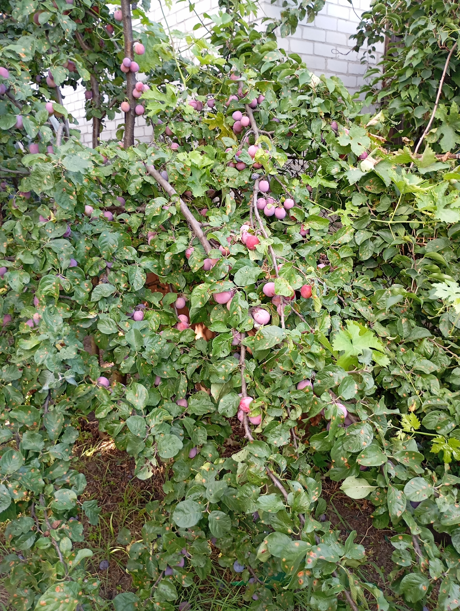 This is a medium-shot, eye-level, outdoor photograph of a plum tree laden with ripe fruit, set against a light brick building. The tree is dense with green leaves, many of which show signs of a fungal infection, characterized by small, irregular brown spots. Numerous plums, varying in shades of pink and purple, are scattered throughout the branches, some appearing fully ripe and others still developing. The foreground shows the ground covered in dry grass and weeds. The overall scene suggests a natural setting within a more developed area, possibly a backyard or garden in the city of Horishni Plavni, Ukraine, given the context provided. No people are visible in the image.