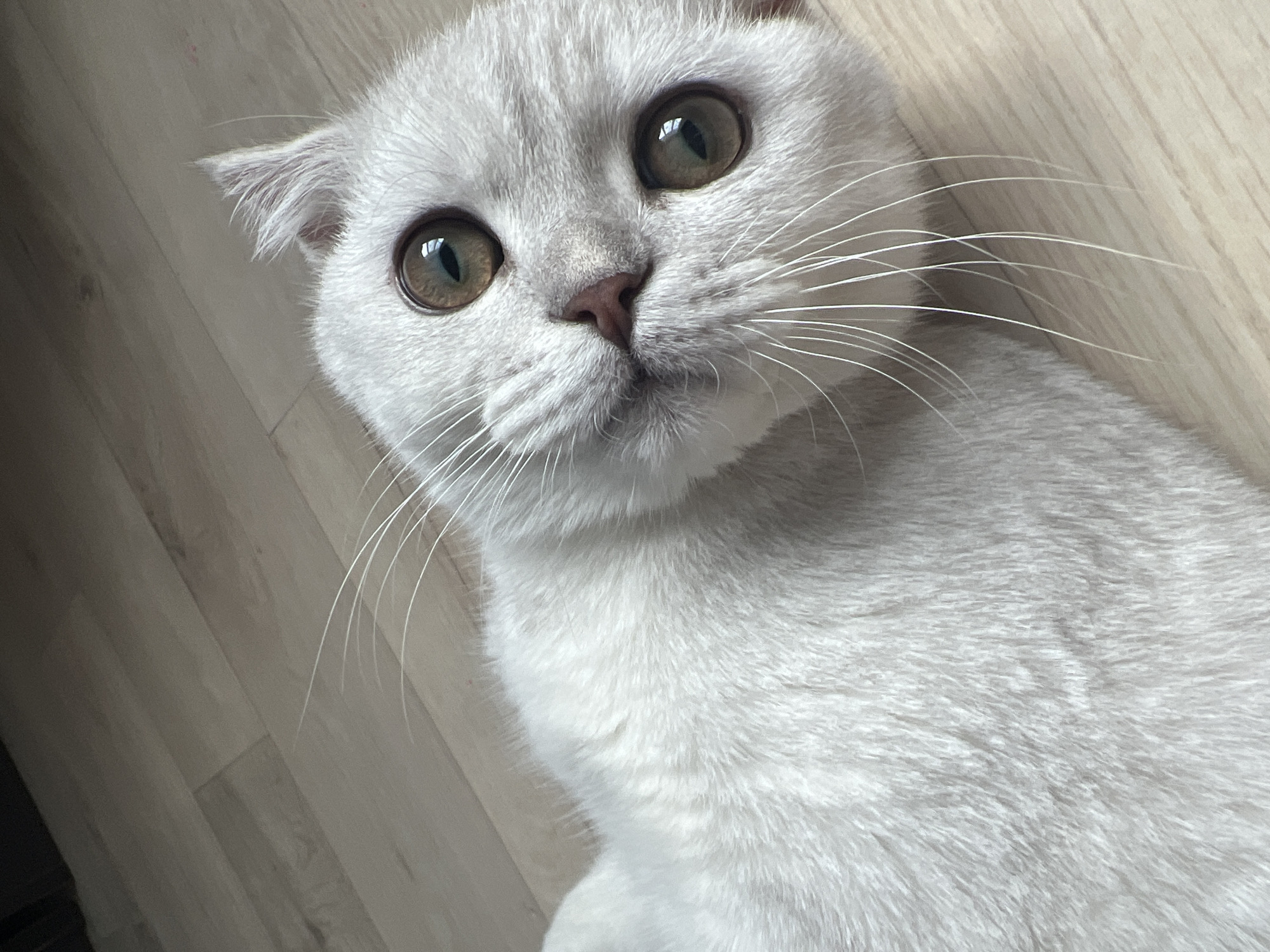 A close-up, slightly angled shot depicts a light gray cat, possibly a Scottish Fold, lying on a wooden floor. The cat's large, round eyes are a hazel color, and its whiskers are long and white. The background consists of light-colored wooden floorboards. There is no evidence to support that the location is in the city of Noviy, Russia.