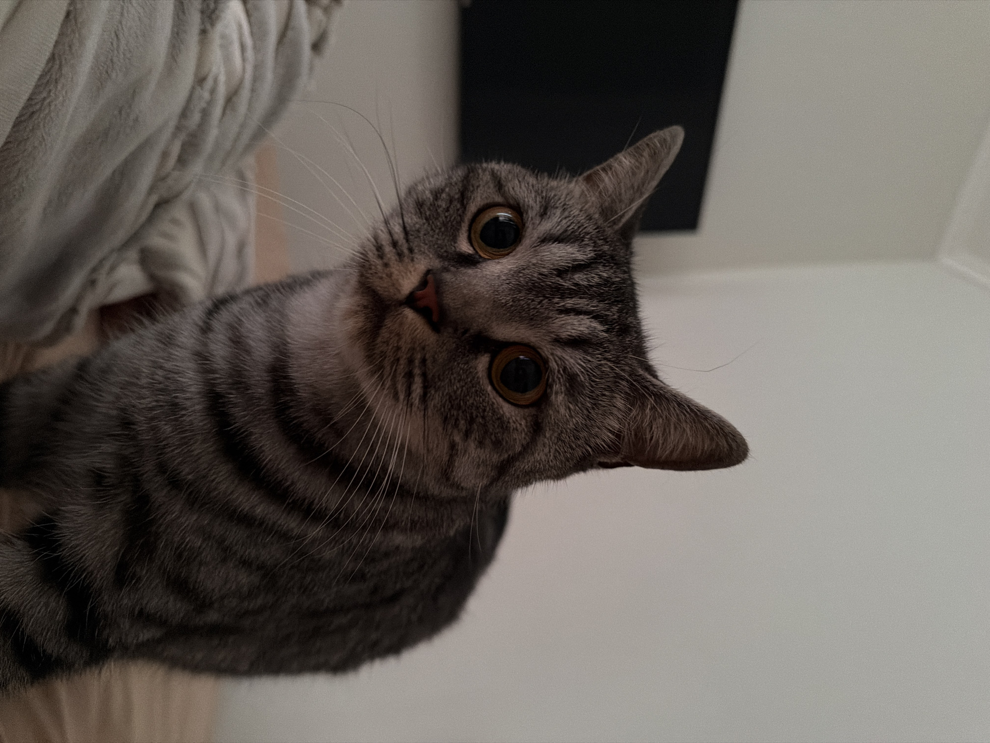 A close-up, low-angle portrait captures a domestic cat, likely a grey tabby breed, looking directly at the viewer. The cat's head is tilted to its left, with large, wide, amber-colored eyes and dilated pupils, conveying an expression of curiosity and alertness. Its fur features distinct dark grey stripes against a lighter grey base, and its small pink nose and numerous long white whiskers are clearly visible.
The cat's body is partially visible along the left side of the frame, showcasing more of its striped fur. In the upper left background, a soft, light-colored, textured fabric, possibly a blanket or cushion, is out of focus. The upper right portion of the background shows a dark, rectangular element, which could be part of furniture or a doorway, while the right and lower sections are dominated by a plain, light-colored wall or surface. The scene is set indoors, with soft lighting. No specific time of day or weather conditions are discernible, and there is no visible text. The image originates from Yuzhny, Russia.