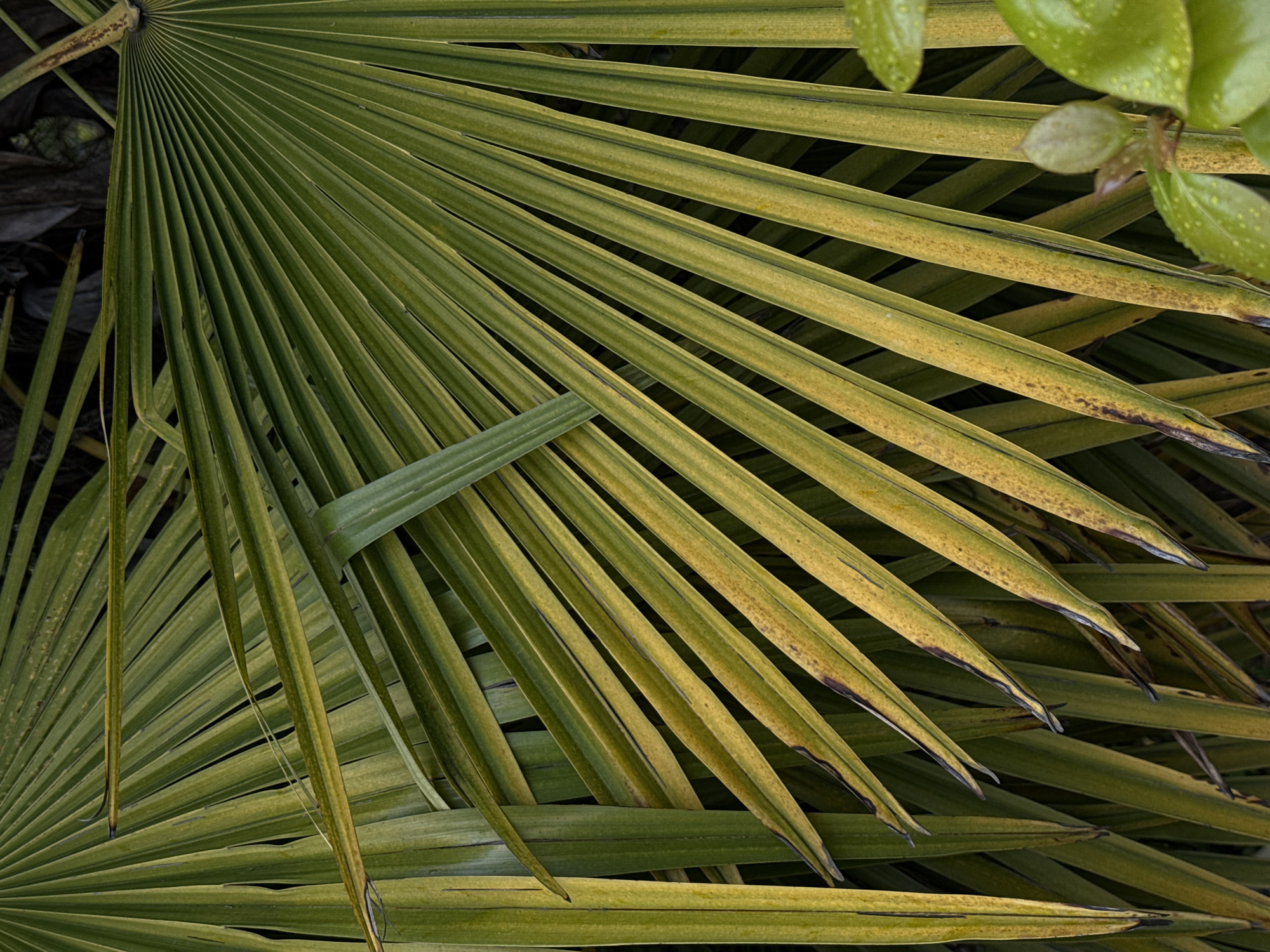 The image presents a close-up view of multiple large, fan-shaped palm leaves, possibly from a windmill palm or similar species. The leaves are predominantly green, with some sections exhibiting a yellowish hue and browning at the tips, indicating aging or stress. The leaves overlap each other, creating a dense and layered pattern. The background is dark and obscured, suggesting the leaves are densely packed within the foliage. A portion of a different plant with small, round, green leaves and some water droplets is visible on the upper right side of the frame. The overall lighting appears subdued and even.
There is no information to indicate the image was taken in Sirius, Russia or that the location is relevant to the image.