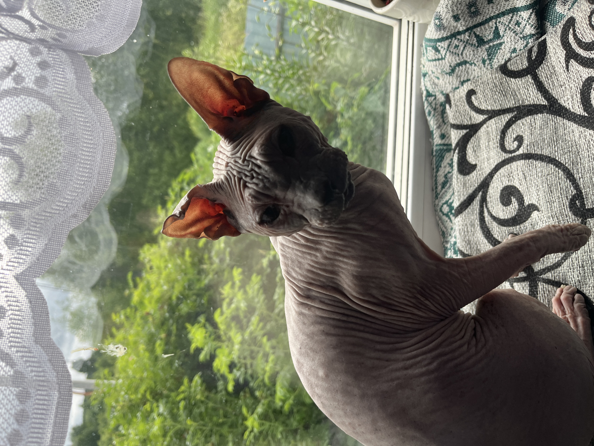 A hairless cat, likely a Sphynx breed, is perched on a windowsill indoors, looking towards the camera. The cat has prominent, wrinkled skin, large ears with visible blood vessels, and dark eyes. Behind the cat, a window reveals a lush green outdoor environment with trees and foliage, suggesting a natural or suburban setting. A white, patterned curtain is visible at the top of the window. The cat is seated on a patterned blanket or cushion. There are some smudges and debris on the window pane. The scene appears to be a domestic indoor setting with a view of the outdoors. The location is specified as Nizhny Tagil, Russia.