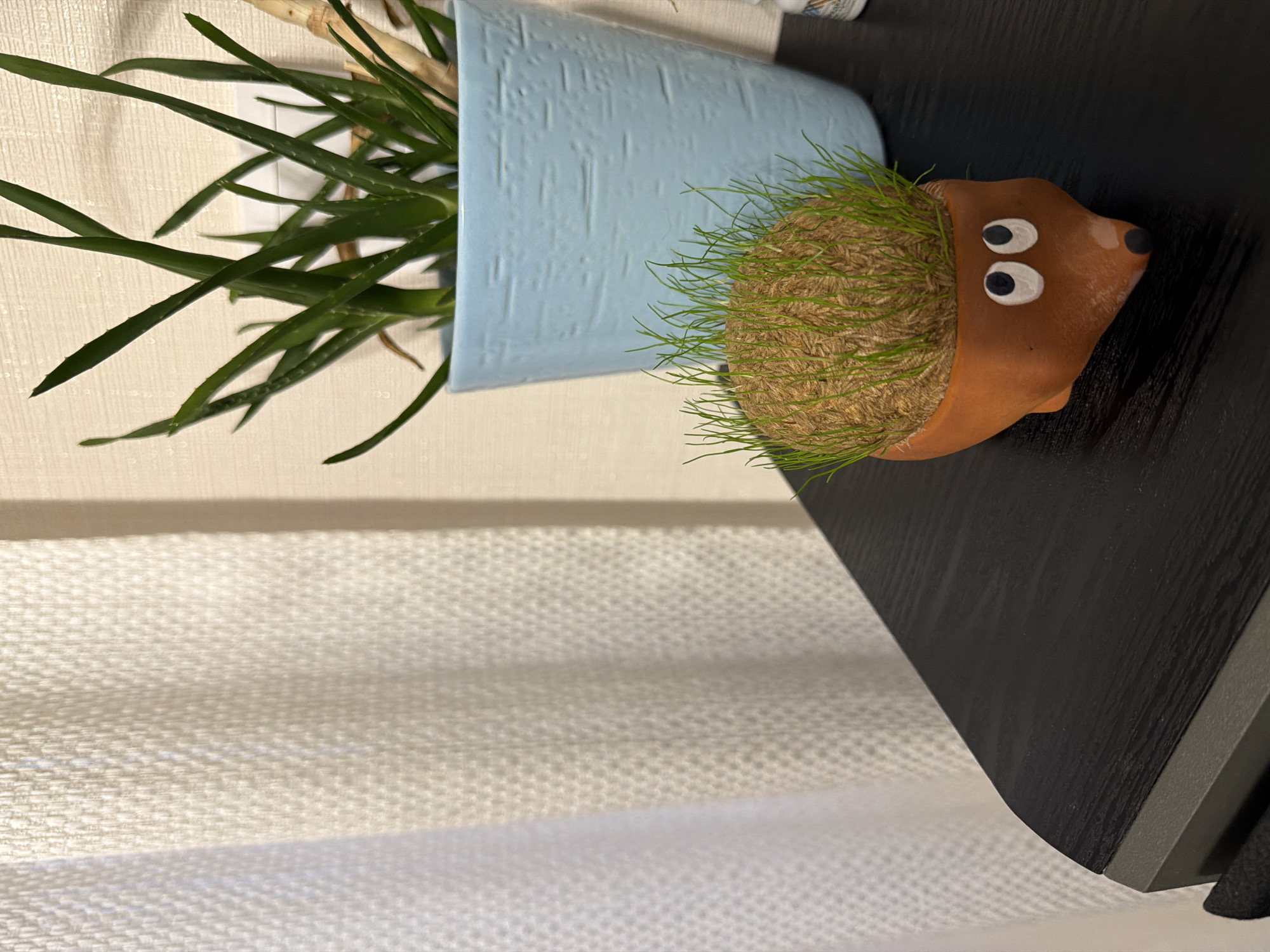 The image shows two potted plants on a black surface. The plant on the left is in a light blue textured pot and has long, green leaves. The plant on the right is in a brown, hedgehog-shaped pot, with green grass-like sprouts emerging from its back. The setting appears to be indoors, with a white curtain visible in the background. The image provides no information about the city of Burgas, Bulgaria.