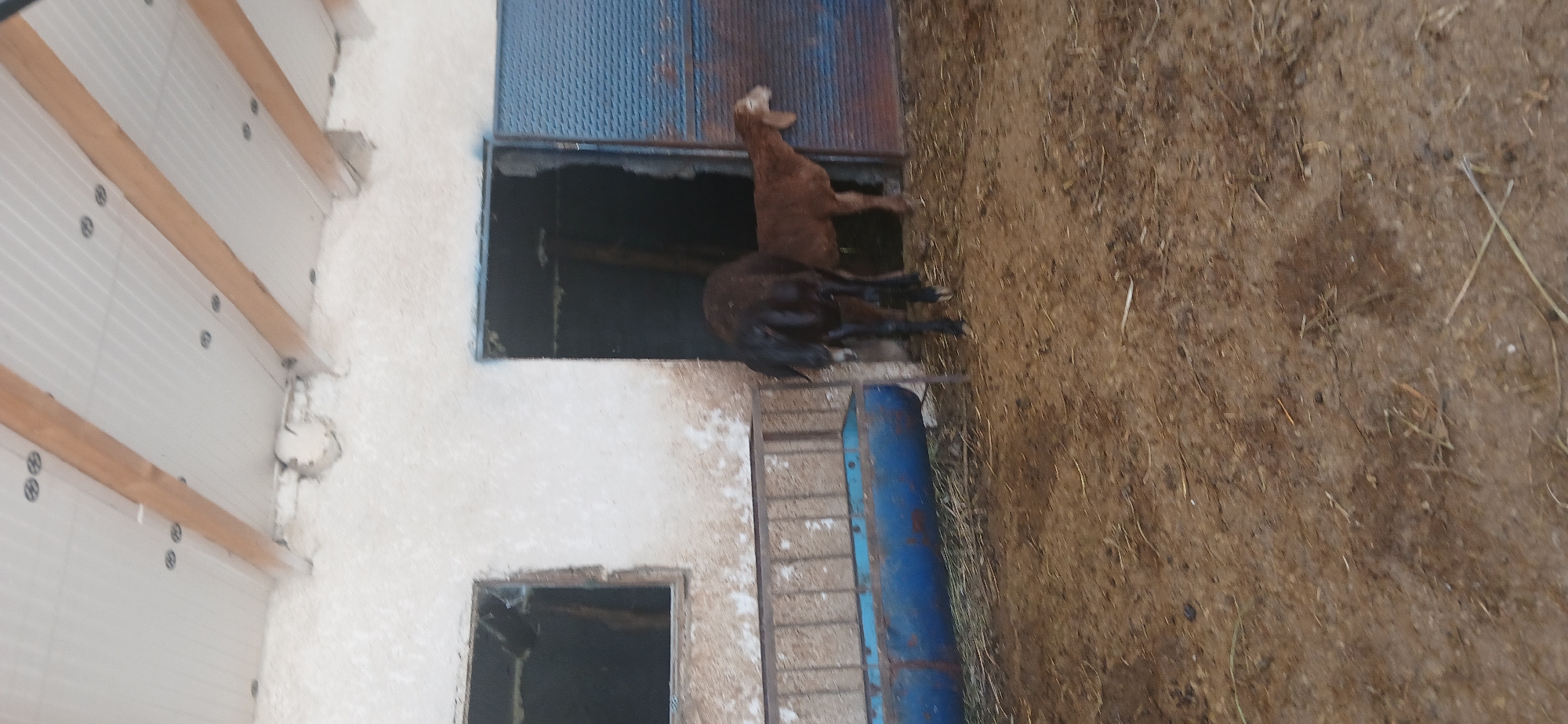 The image shows an interior view of a structure, likely a barn or animal shelter, located in the village of Mihaylovka, Kyrgyzstan. The flooring is packed dirt with scattered hay. To the left, a long, blue metal feeder trough is visible, supported by metal legs. The walls are rough, textured, and painted white. There are two dark openings in the wall, one on the left resembling a window frame with obscured glass and the other on the right, a doorway.
Within the structure, two animals are present. The larger animal, a dark brown sheep or goat, is facing away from the camera, its hindquarters visible. A smaller, lighter brown sheep or goat stands to the right of the dark animal, facing towards the right side of the frame.
The background reveals a large, corrugated metal door, partially open, on the right side of the image. The ceiling is constructed with wooden beams supporting a ribbed white material, with circular fasteners visible. The overall scene depicts a functional, rustic animal enclosure.