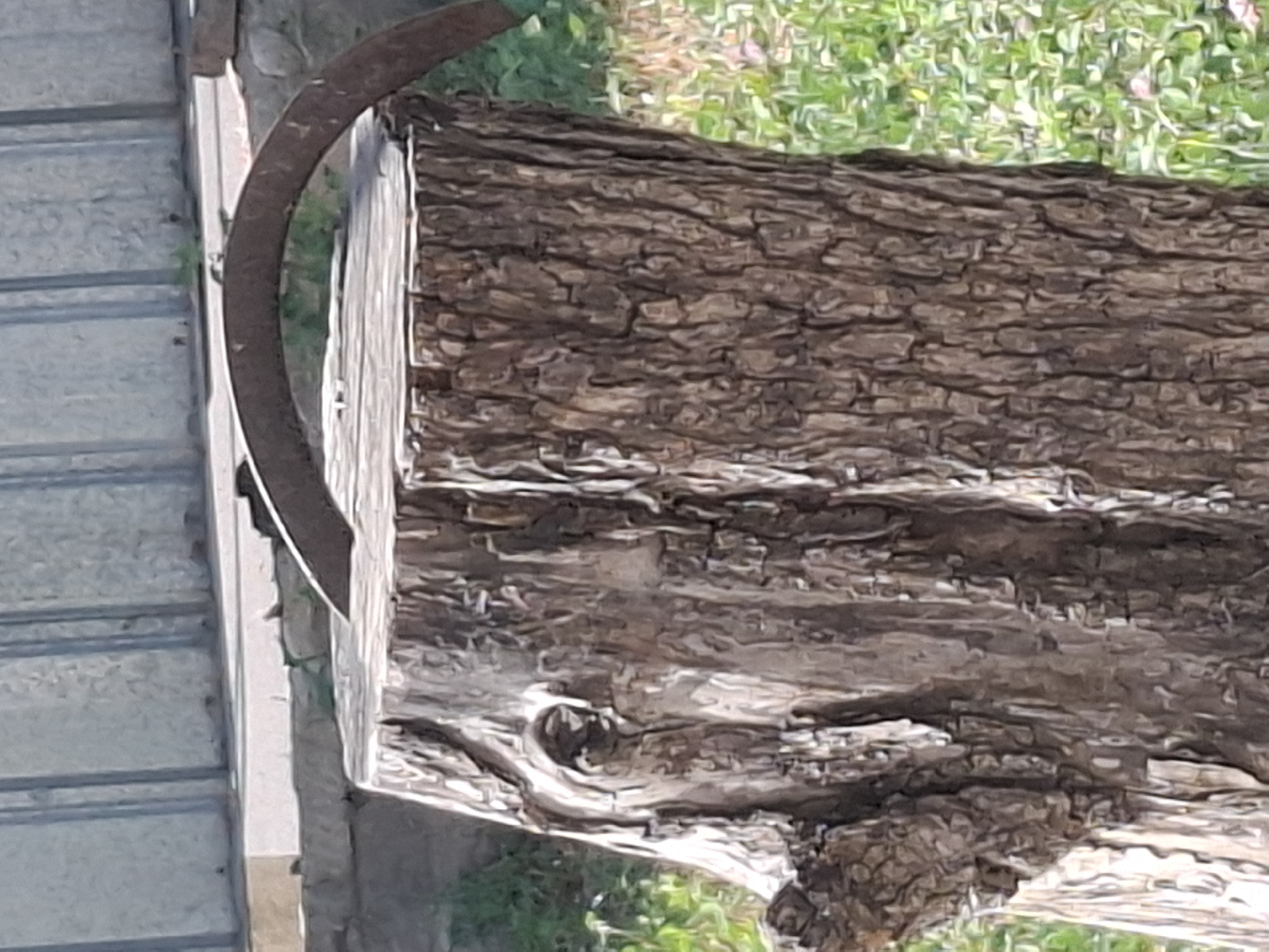 The image shows a close-up of a tree stump with a curved, rusty metal object on top. The stump is rough and textured, with a knot that resembles an eye on its left side. The metal object is a dark, curved piece of metal, possibly part of a sickle or scythe, resting on the flat top of the stump. The background consists of green grass and what appears to be a fence or wall made of light-colored panels. There are no people or animals visible in the image. The scene is outdoors, in what seems to be a yard or garden. The location is Almaty, Kazakhstan.