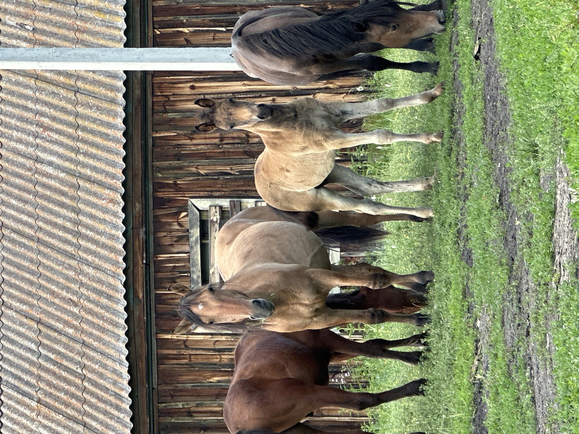 Four horses are standing on a grassy field in front of a rustic wooden building with a corrugated roof. The building's wooden planks are weathered and vertically oriented. To the right of the building, a portion of a light-colored utility pole is visible. The horses are of varying colors: one is a dark brown, two are light brown or tan, and one is a darker brown with a black mane. One of the tan horses is a foal and is standing in the center of the frame, looking directly at the camera. The other horses are grazing or looking away. The grass is green and somewhat uneven, with patches of dark soil visible. The lighting suggests it is daytime, possibly overcast or late afternoon, with soft shadows.