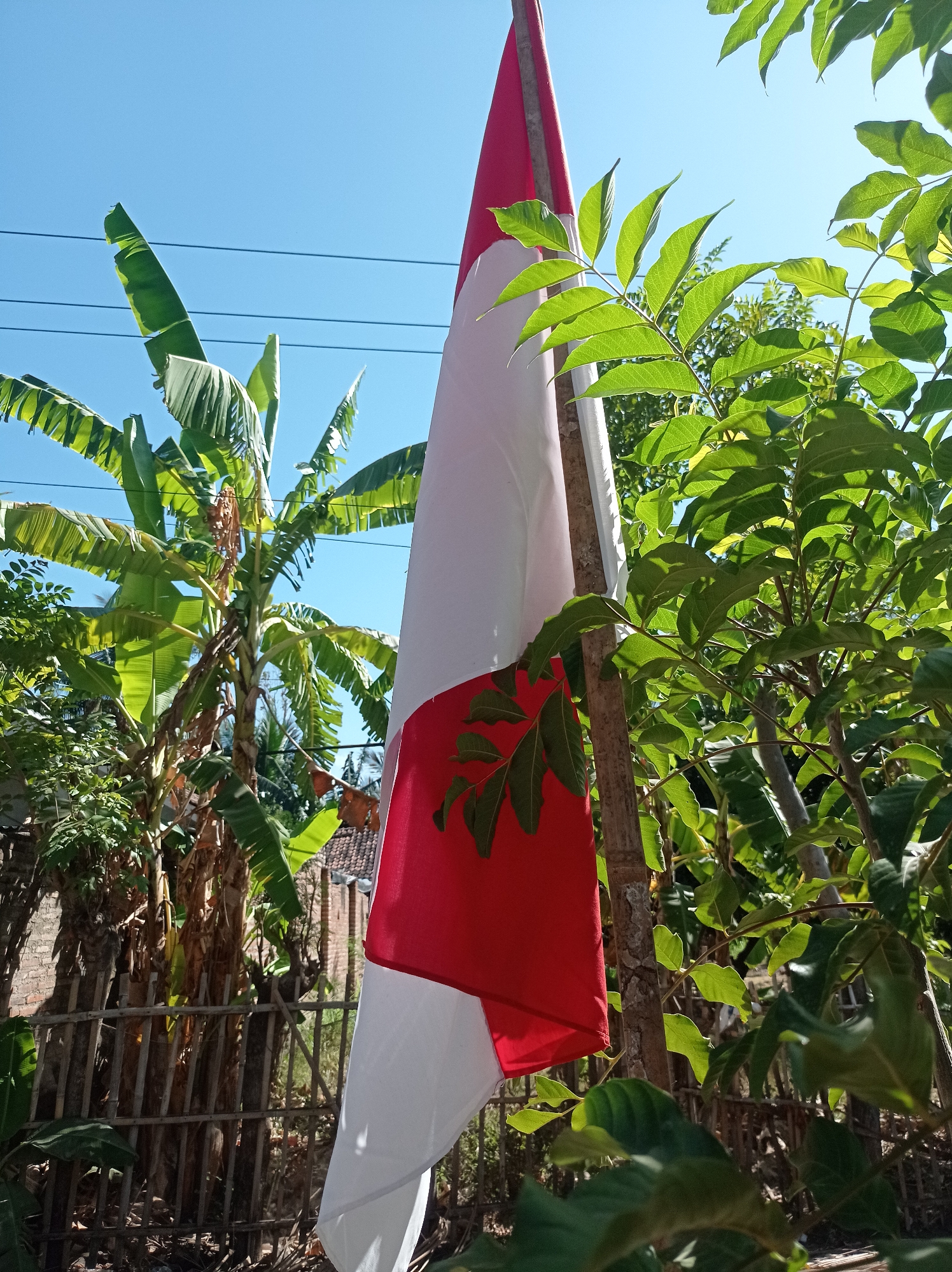 The image depicts an Indonesian flag, red and white, draped over a pole that appears to be made of bamboo. The flag is partially obscured by lush green foliage from nearby trees and a banana tree with large, segmented leaves. In the background, a simple wooden fence and a brick wall are visible, suggesting a residential or rural setting. The sky above is a clear, bright blue. The scene appears to be outdoors, likely in a warm climate, given the tropical vegetation and bright sunlight. While the prompt mentions Mimbo, Indonesia, there are no specific landmarks or features in the image that definitively pinpoint this location. The overall impression is one of a simple, sun-drenched outdoor scene featuring national symbolism.