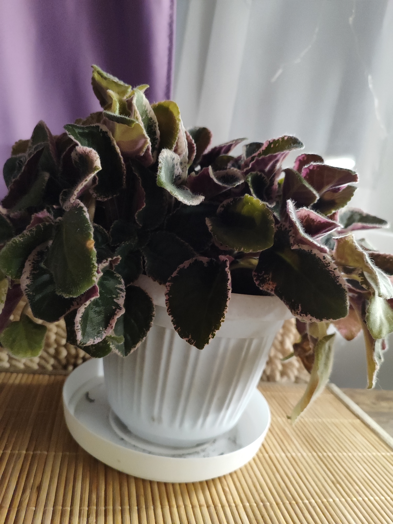 A potted plant with variegated green and pink leaves sits on a white saucer. The saucer is on a light brown, woven mat. In the background, a purple curtain is visible on the left and a sheer white curtain on the right. The scene is indoors and appears to be in a residential setting.
