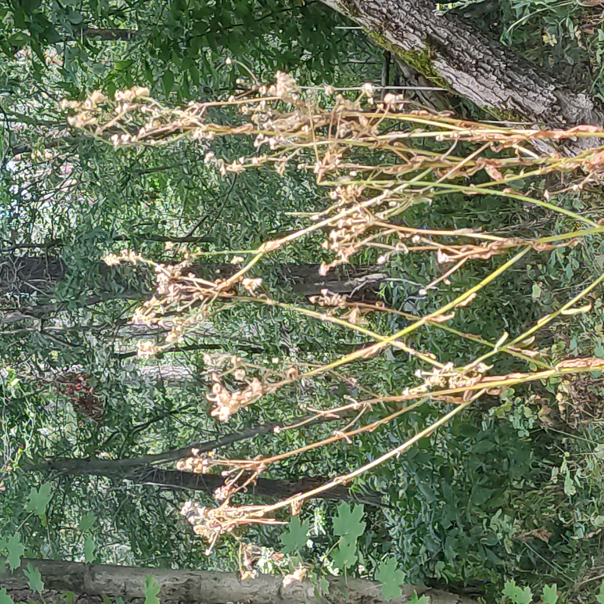 A low-angle medium shot shows a cluster of dry, tall plants with brown seed pods against a blurred background of green trees and foliage. A thick, rough-barked tree trunk with moss growing on it is visible on the right side of the image, angled from the lower right corner towards the center. The scene is outdoors, suggesting a natural or park-like environment.