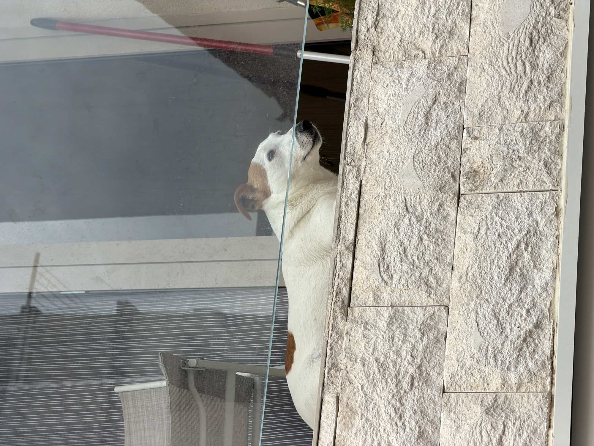 A dog with white fur and brown patches on its head and body is standing on its hind legs and looking through a glass window. The dog is positioned between the window and a textured stone wall. Behind the window, there's a partially visible object, potentially a red-handled broom, and a blurry background suggesting an outdoor setting. A part of furniture can be seen in the left bottom part of the image. Based on the architectural elements and the style of the stone wall, the image might be taken in Budva, Montenegro, but specific location details are not determinable from the image alone.