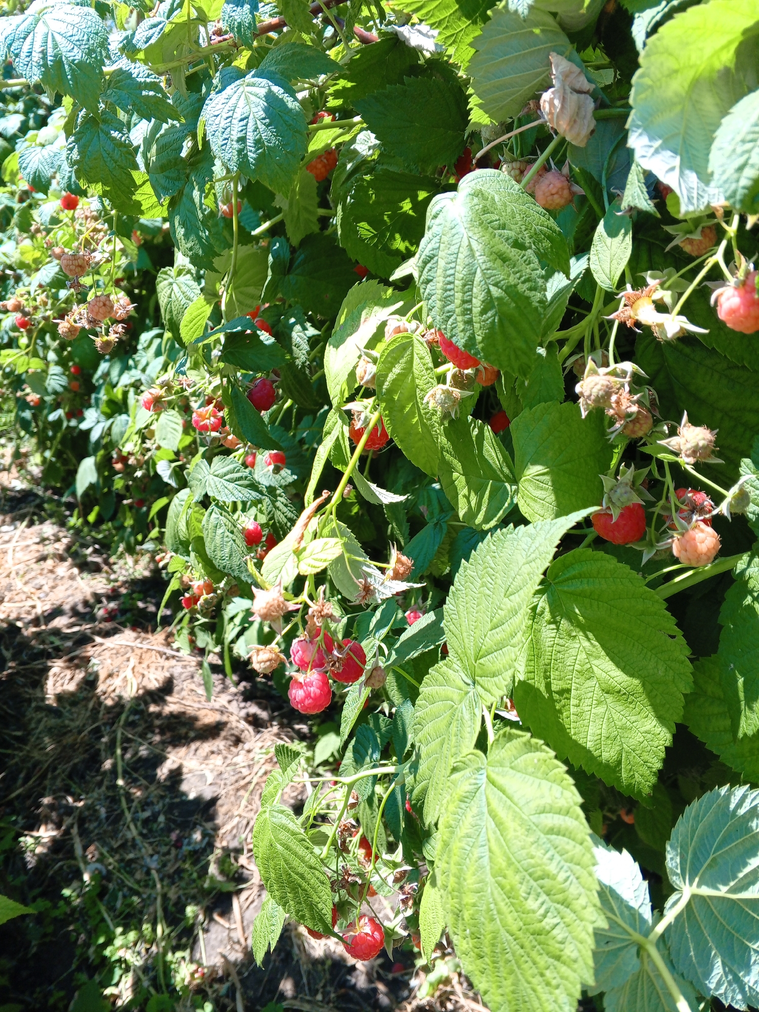 This is a close-up, eye-level, outdoor, full-frame shot of a raspberry bush in the city of Marhanets, Ukraine. The bush is laden with ripe and unripe raspberries, predominantly a vibrant red color, interspersed with green leaves and some dried foliage. The berries hang from thin stems, some in clusters. Sunlight filters through the leaves, creating shadows on the ground, which is covered with dry grass and soil. The image captures the lushness of the plant and the abundance of fruit. There are no people visible in the image.